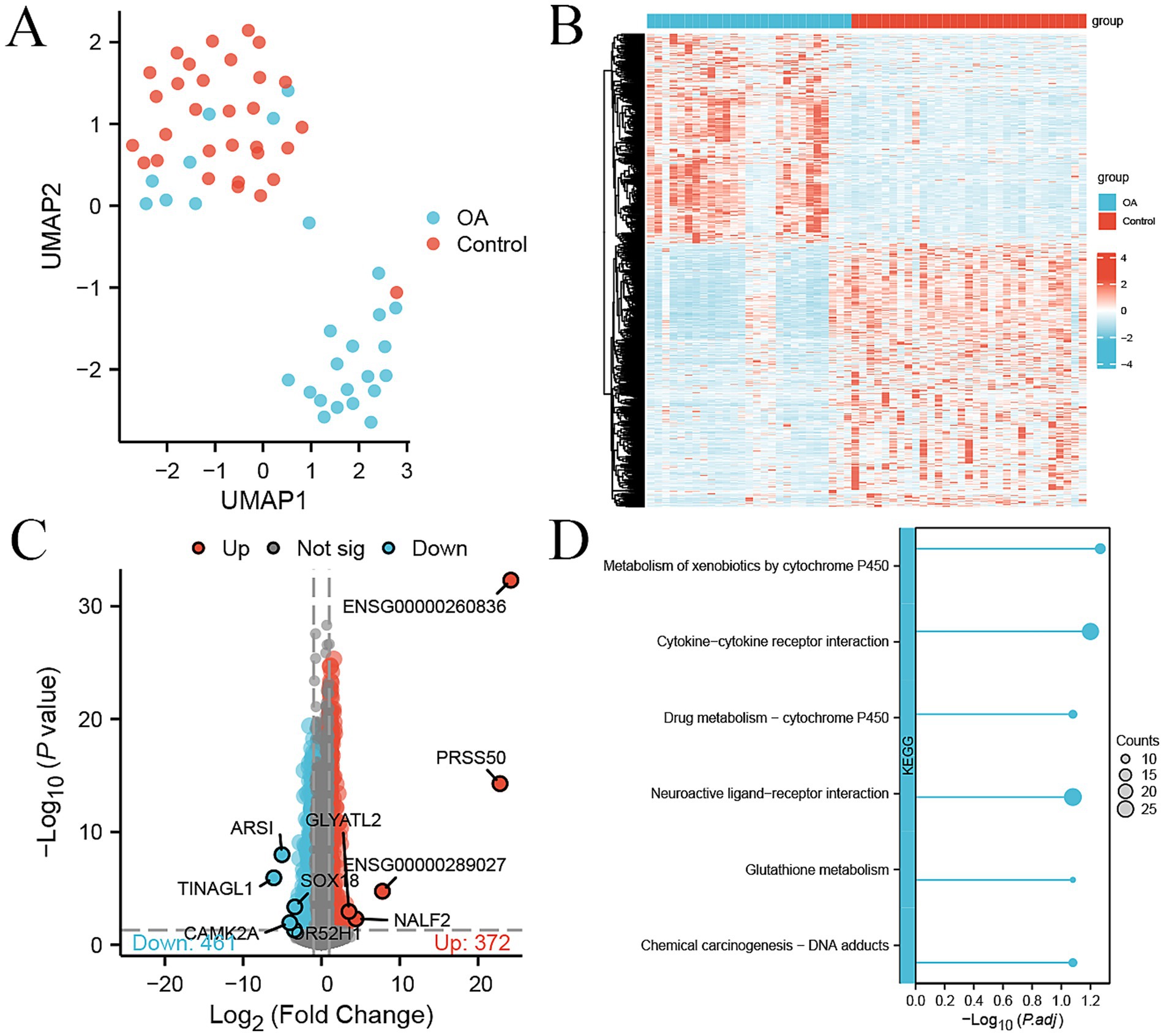 Panel A shows a UMAP plot differentiating OA and Control groups with distinct clusters. Panel B presents a heatmap illustrating gene expression differences between the groups. Panel C features a volcano plot with highlighted genes showing fold changes and significance. Panel D is a dot plot depicting enriched KEGG pathways, including xenobiotic metabolism and cytokine interaction, with bubble sizes representing counts.