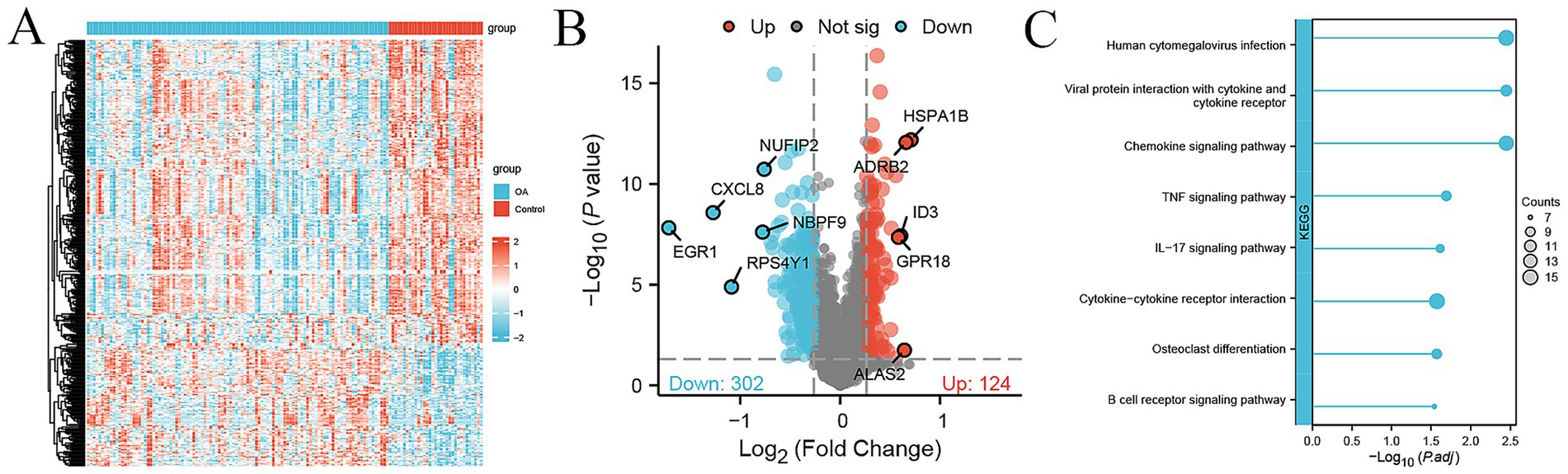 Panel A shows a heatmap comparing gene expression between two groups, OA and Control, with color coding from red to blue indicating expression levels. Panel B is a volcano plot displaying differentially expressed genes, with significant genes marked in red for upregulation and blue for downregulation. Notable genes are labeled. Panel C illustrates a KEGG pathway analysis with dot sizes indicating gene count per pathway and –Log10 adjusted P-values, highlighting key pathways related to immune response and signaling.