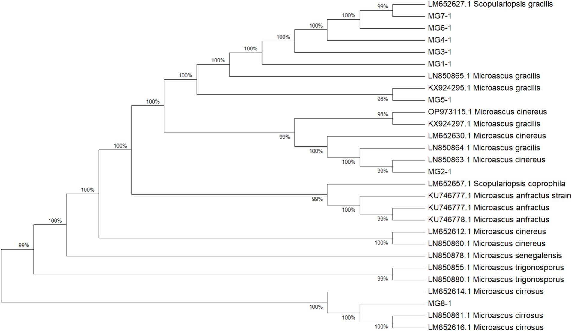 Phylogenetic tree depicting relationships among various fungal species, with bootstrap values displayed at branch points. Species include Scopulariopsis gracilis, Microascus gracilis, Microascus cinereus, and others. Bootstrap values range from ninety-eight to one hundred percent, indicating the statistical support for each branch grouping.