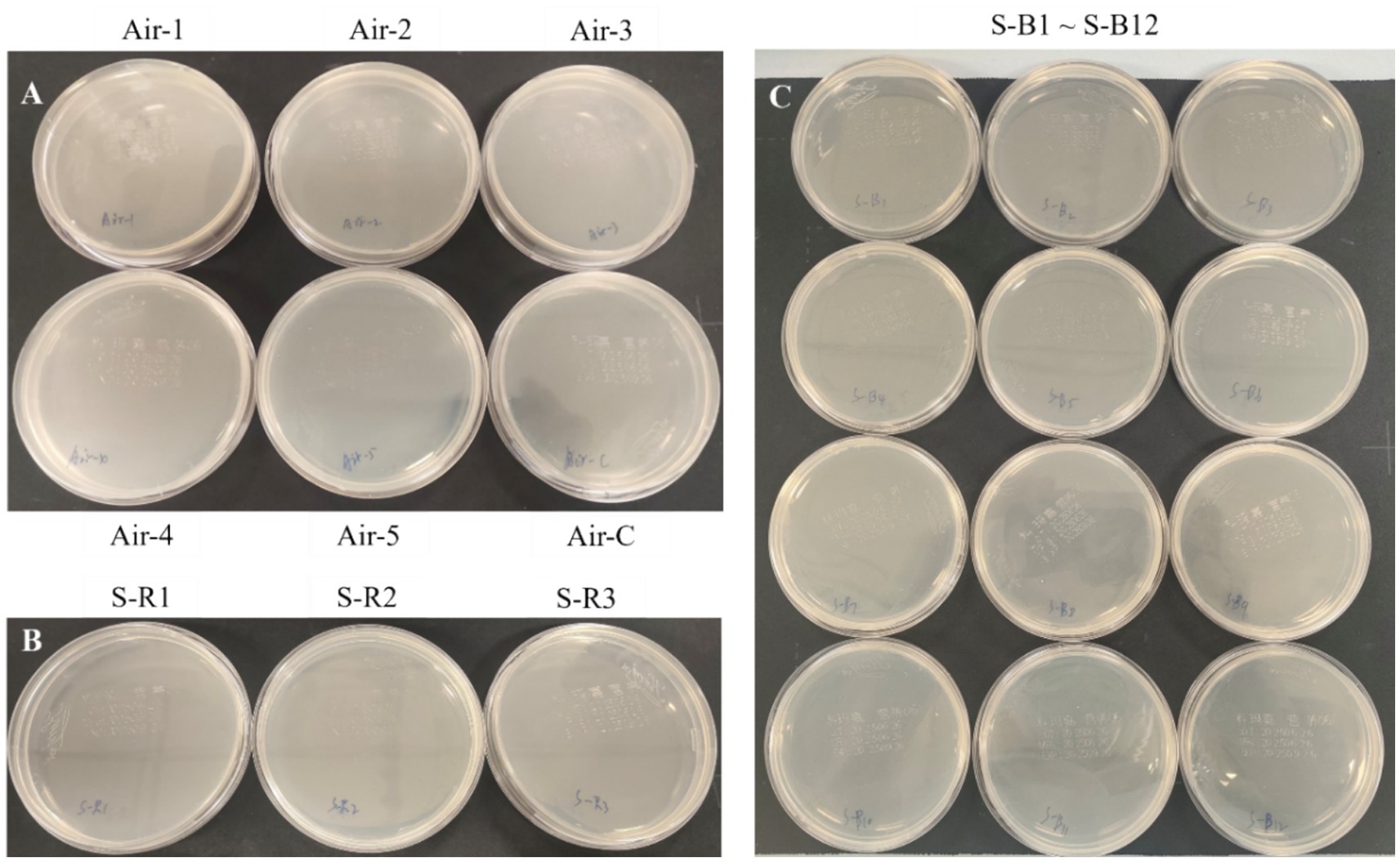 The environmental monitoring petri dishes were divided into three groups labeled A, B, and C. Group A (Settling Bacterial Monitoring of the air in the Bronchoscopy Operating Room) included five sampling sites (Air-1 to Air-5) and one control (Air-C). Group B (Surface Monitoring of the Bronchoscopy Operating Table) comprised three sampling points (S-R1 to S-R3). Group C (Surface Monitoring of the patient wards) consisted of twelve sampling locations (S-B1 to S-B12). All petri dishes showed no bacterial growth under sterile conditions.
