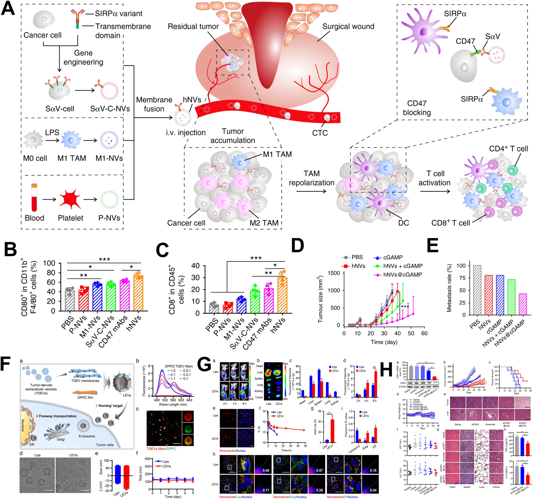 Diagram illustrating cancer treatment strategies using engineered cells and extracellular vesicles. Panel A shows a schematic of tumor-targeting mechanisms and immune activation. Panels B to E include bar and line graphs displaying immune cell activation, tumor growth, and metastasis rates with different treatments. Panel F details the production and targeting of tumor-derived extracellular vesicles. Panel G features fluorescent imaging of vesicle distribution in mice at different time points. Panel H includes graphs showing tumor volume reduction and survival rates.