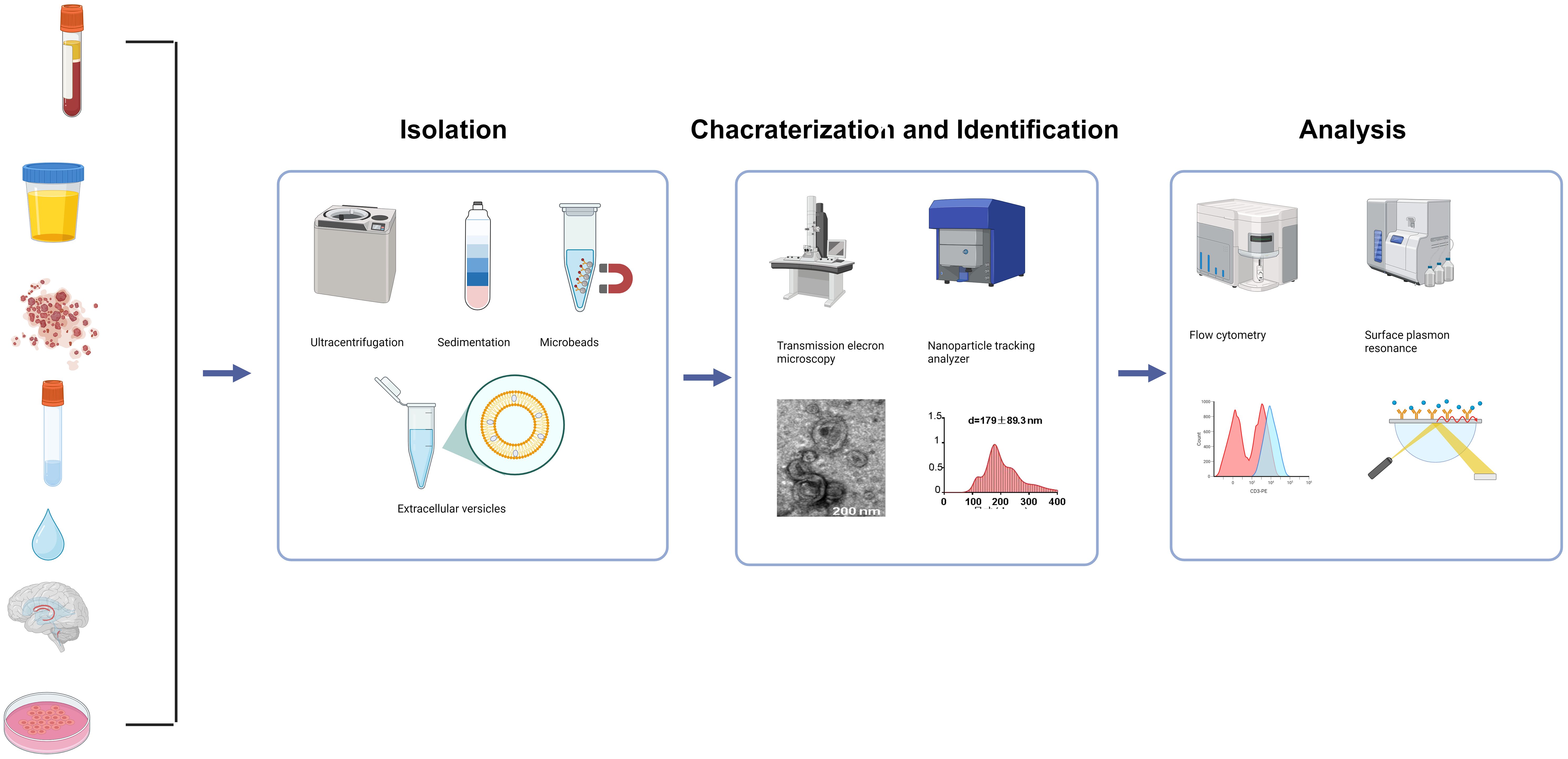 Diagram detailing the process of isolating, characterizing, and analyzing extracellular vesicles. Starting with various samples, the isolation involves ultracentrifugation, sedimentation, and microbeads. Characterization and identification use transmission electron microscopy and nanoparticle tracking analysis. The analysis employs flow cytometry and surface plasmon resonance.
