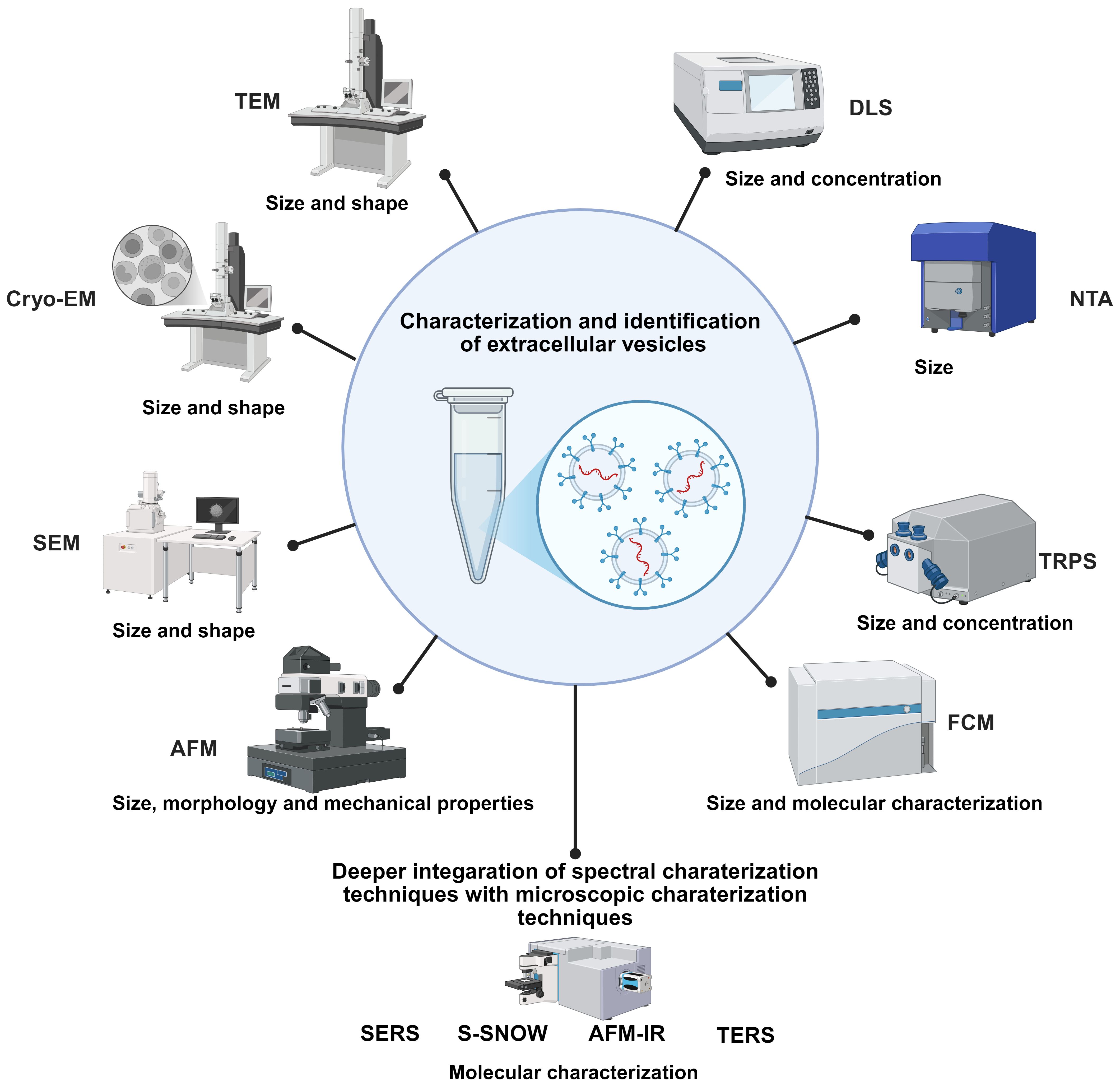 Diagram illustrating techniques for characterizing and identifying extracellular vesicles. Central circle highlights a sample tube. Surrounding techniques include TEM, Cryo-EM, SEM (size and shape); DLS, TRPS (size and concentration); NTA (size); FCM (size and molecular characterization); AFM (size, morphology, and mechanical properties). Bottom section promotes integration of spectral and microscopic characterization techniques: SERS, S-SNOW, AFM-IR, TERS (molecular characterization).