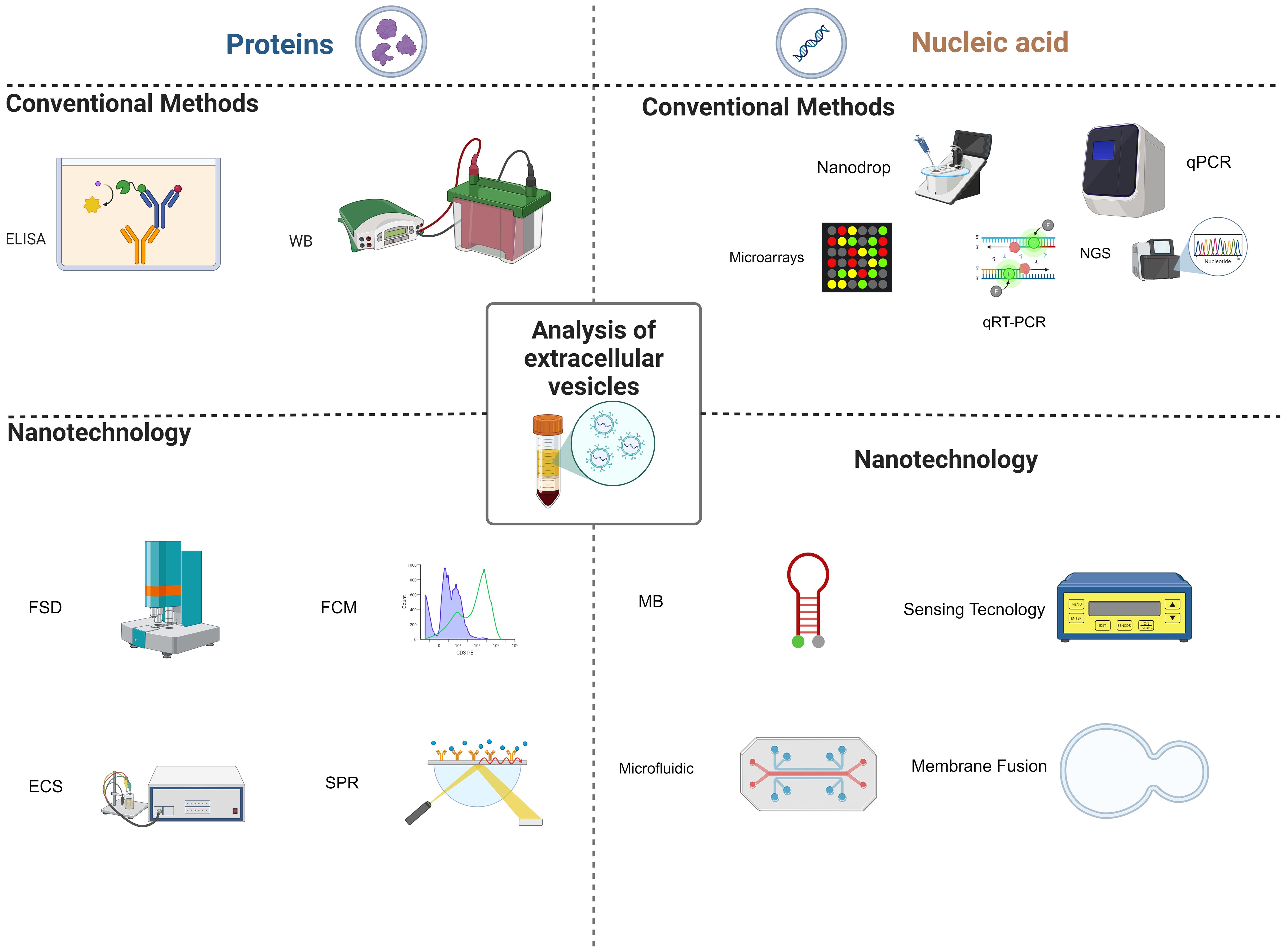 Diagram illustrating methods for the analysis of extracellular vesicles, divided by proteins and nucleic acids, and further categorized into conventional methods and nanotechnology. For proteins, conventional methods include ELISA and WB, while nanotechnology techniques include FSD, FCM, ECS, and SPR. For nucleic acids, conventional methods are Nanodrop, microarrays, qPCR, and qRT-PCR, with nanotechnology featuring MB, sensing technology, microfluidic, and membrane fusion.