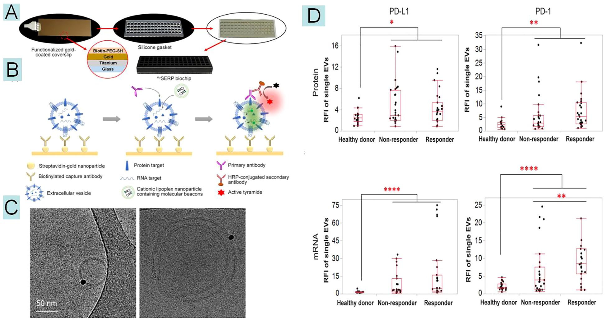 Diagram illustrating a multi-part biomedical analysis system. Panel A depicts functionalized gold-coated coverslips with a silicone gasket assembly. Panel B explains a process using streptavidin-gold nanoparticles, antibodies, and extracellular vesicles for target detection. Panel C shows electron microscopy images of nanoparticles. Panel D presents box plots comparing protein and mRNA levels in healthy donors, non-responders, and responders, notably higher in responders. Statistical significance is indicated by asterisks.