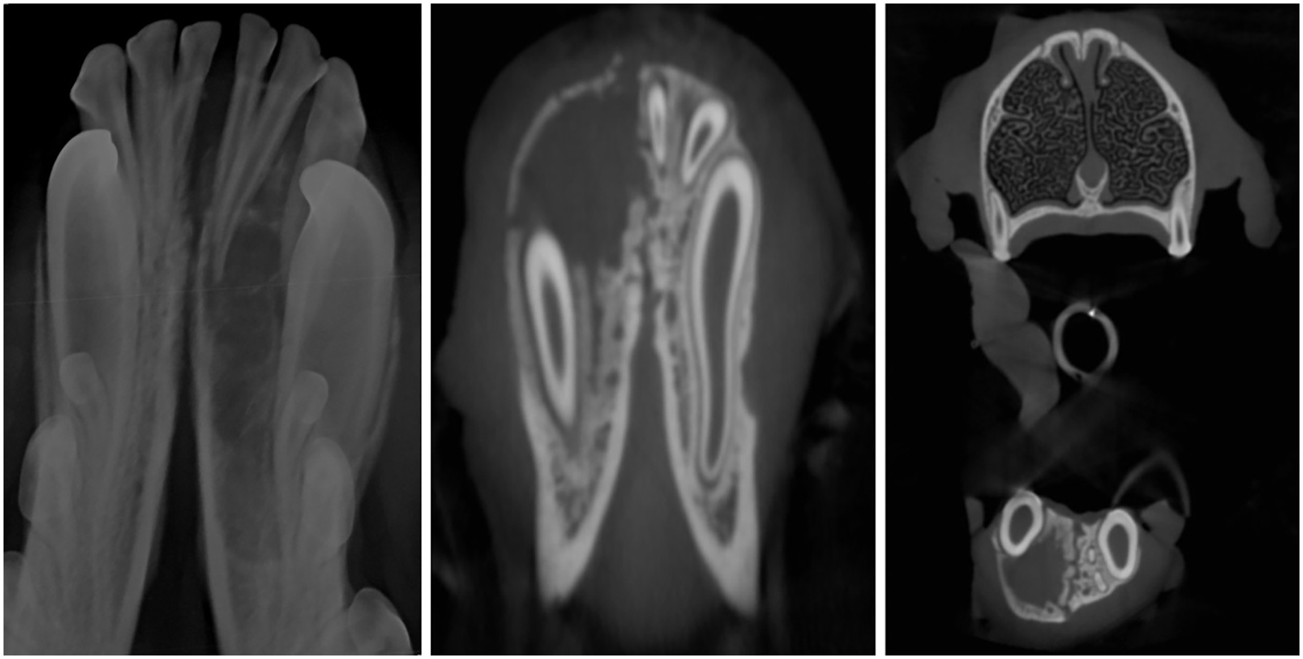 Three medical imaging scans displayed: the left image presents an X-ray likely of avian anatomy, showing elongated bones and soft tissues. The middle image depicts a cross-sectional CT scan with distinct bone structures, possibly from a small mammal or bird. The right image shows a different CT scan section, revealing complex bony and soft tissue structures, possibly a transverse view.