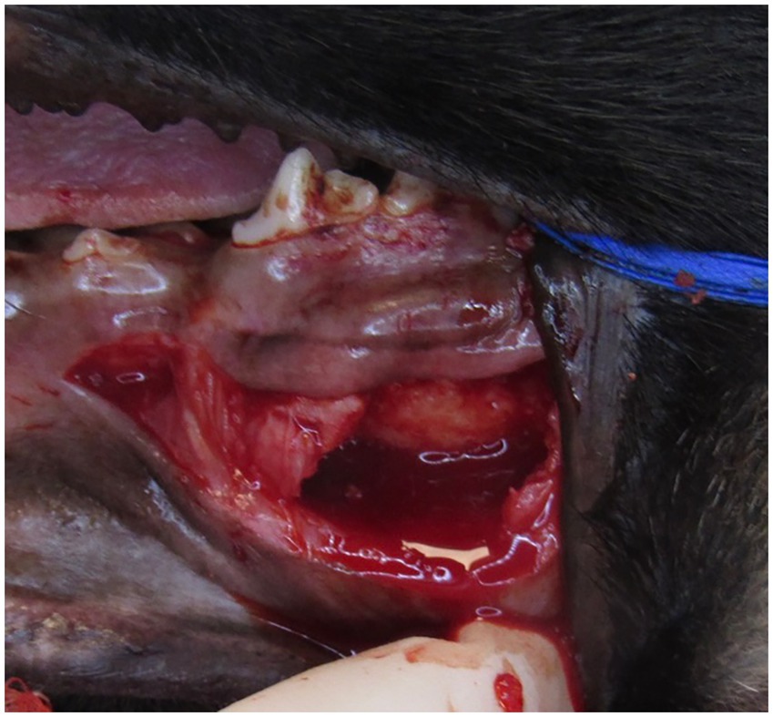A close-up of a surgical procedure inside an animal's mouth, showing exposed tissue and teeth. The image includes a visible wound with red tissue and a blue suture thread on the right.