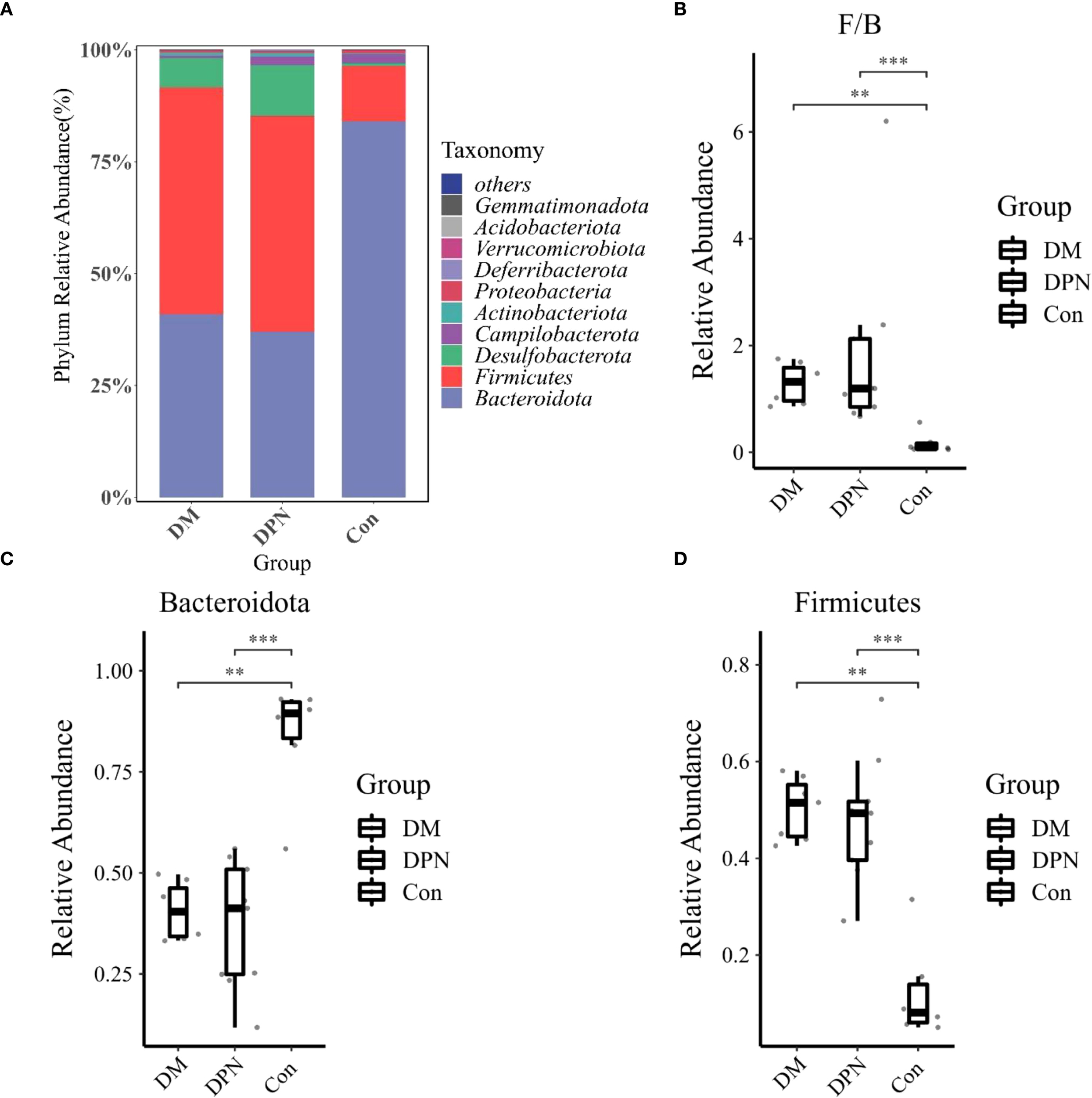 Four graphs display microbiome data across three groups: DM, DPN, and Con. A) Stacked bar chart showing phylum relative abundance, highlighting Bacteroidota and Firmicutes. B) Box plot for Firmicutes/Bacteroidota ratio, with significant differences noted. C) Box plot showing Bacteroidota abundance, higher in Con group. D) Box plot of Firmicutes abundance, also higher in Con group. Significance levels are indicated with asterisks.