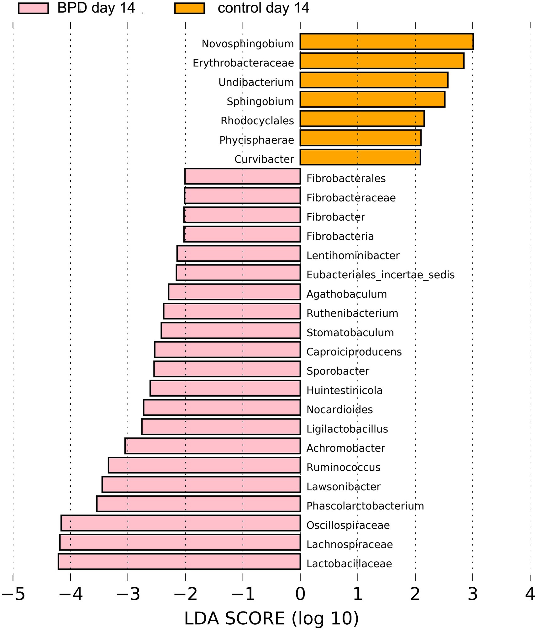 Bar chart comparing bacterial genera on day 14 for BPD and control groups. BPD (in pink) shows higher LDA scores for Fibrobacterales and Lactobacillaceae. Control (in orange) shows higher scores for Novosphingobium and Erythrobacteraceae. LDA scores range from negative five to five on a logarithmic scale.