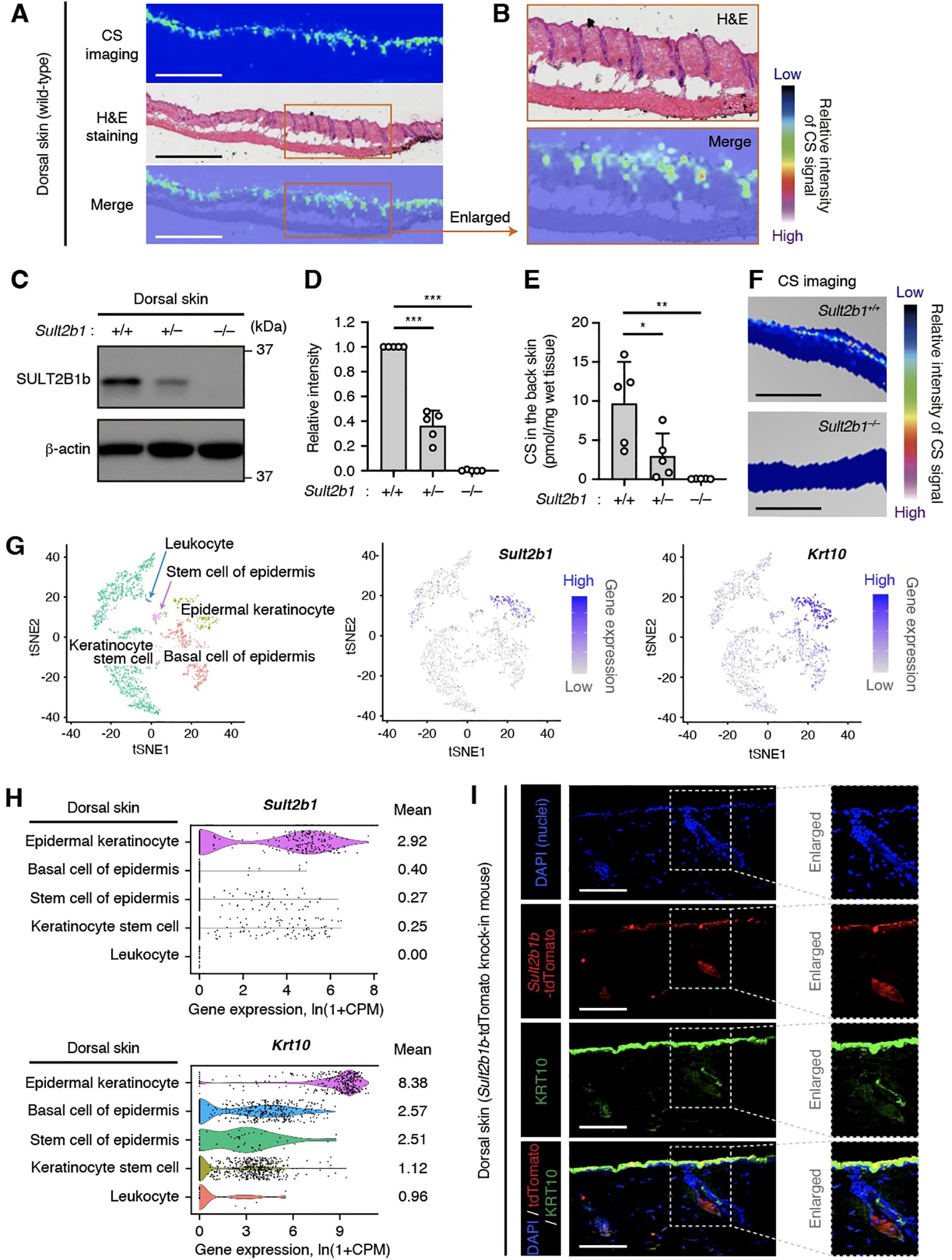 A series of scientific visuals depicting various analyses related to Sult2b1 expression in dorsal skin tissue. Panel A shows comparative imaging and staining of wild-type dorsal skin. Panel B provides a closer look at the skin through H&E staining and merged images indicating signal intensity. Panel C presents Western blots showing SULT2B1 protein levels. Panels D and E graph relative intensity and concentration of CS in skin, respectively. Panel F includes CS imaging of different genotypes. Panel G displays tSNE plots mapping cell types with Sult2b1 and Krt10 expression levels. Panel H shows gene expression violin plots for Sult2b1 and Krt10. Panel I consists of fluorescent imaging showing localization of DAPI, Sult2b1, and KRT10 in mouse skin, with enlarged sections for detail.