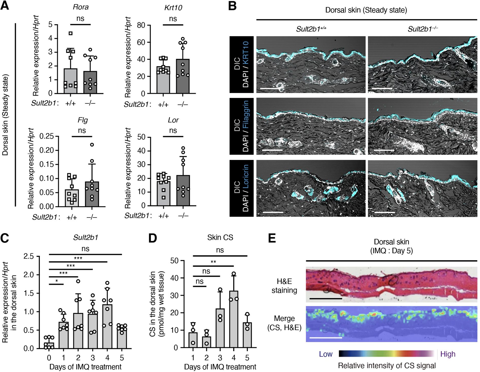 (A) Bar charts show relative expression of Rora, Krt10, Flg, and Lor in dorsal skin of Sult2b1 +/+ and -/- mice, with no significant differences noted (ns). (B) Dorsal skin sections under DIC, stained with DAPI and antibodies to KRT10, Filaggrin, and Loricrin, comparing Sult2b1 +/+ and -/- mice. (C) Sult2b1 expression increases in dorsal skin over five days of IMQ treatment, with significant differences noted. (D) CS levels in dorsal skin over IMQ treatment, showing variability. (E) Dorsal skin on day five of IMQ treatment, shown with H&E staining and a merged image indicating CS signal intensity using a color scale.