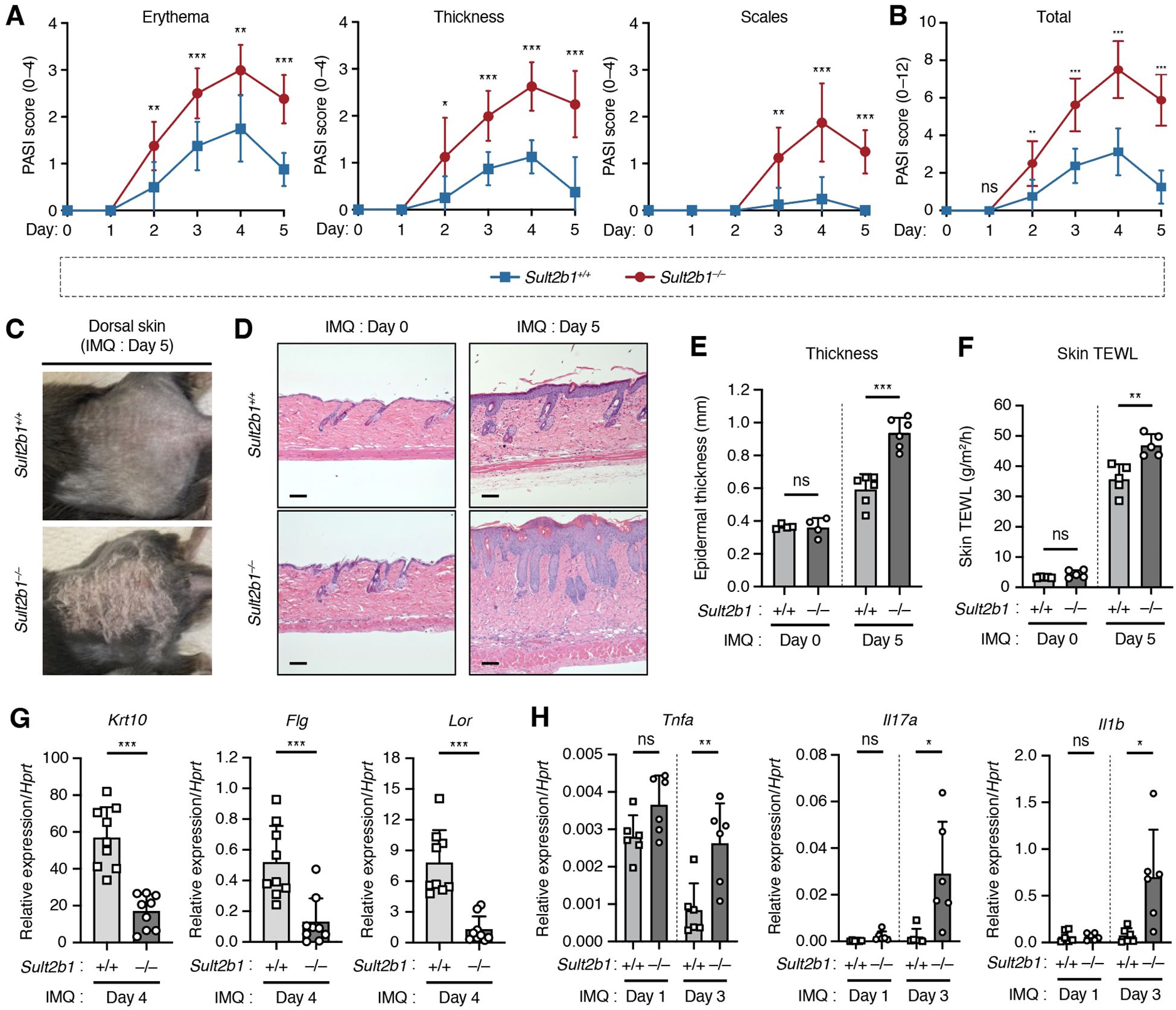 Graphs, images, and charts compare skin condition and gene expression in Sult2b1 +/+ and Sult2b1 -/- mice treated with IMQ over five days. Graphs (A and B) show higher PASI scores for erythema, thickness, scales, and total in Sult2b1 -/- mice. Images (C) display dorsal skin changes. Histological sections (D) reveal skin differences. Bar graphs (E and F) indicate increased epidermal thickness and TEWL in Sult2b1 -/- mice. Gene expression graphs (G and H) show differences in Krt10, Flg, Lor, Tnfa, Il17a, and Il1b expression levels. Statistical significance is marked with asterisks.