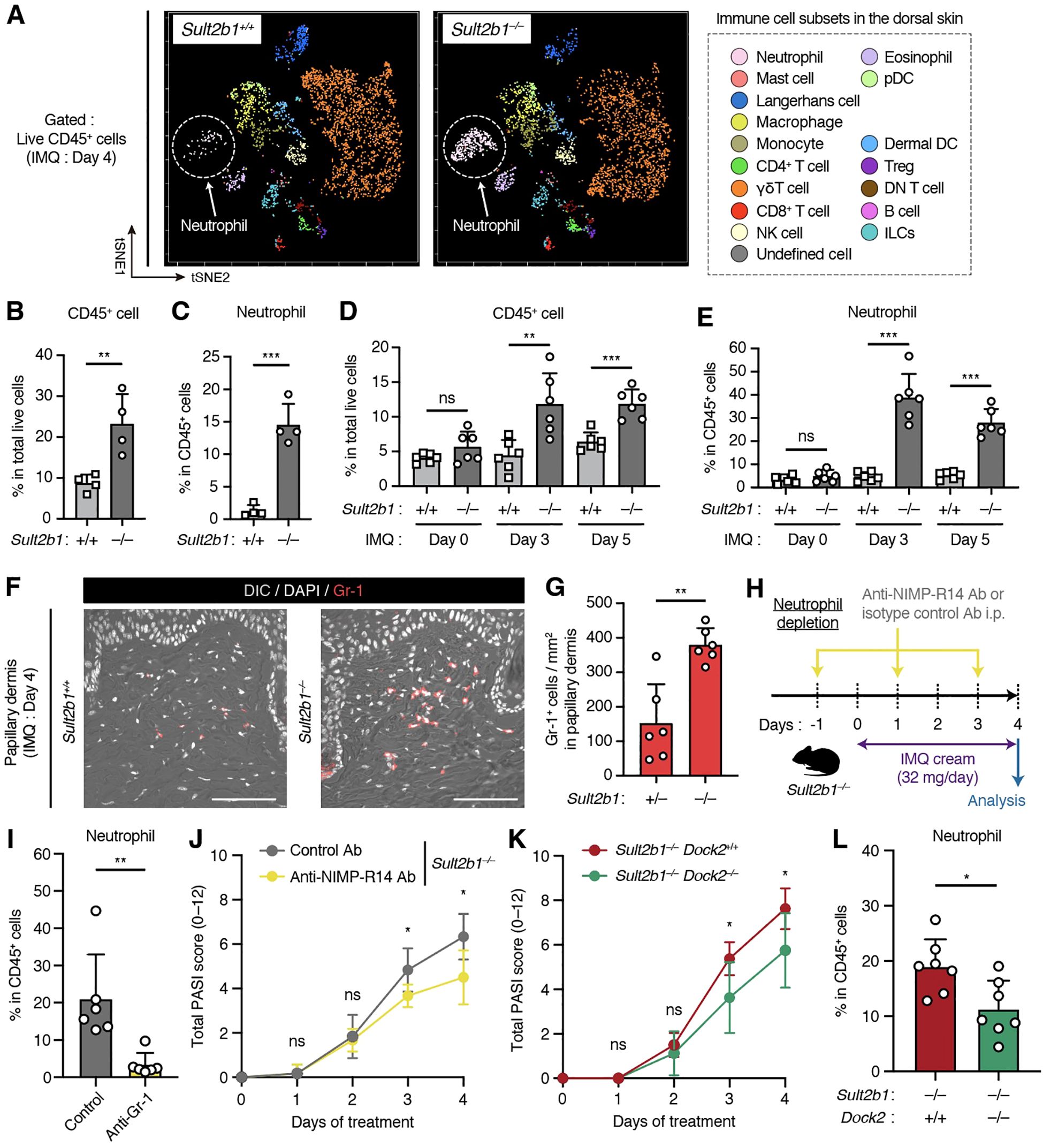 Scientific figure showing various graphs and images analyzing immune cell subsets in dorsal skin. A: Two t-SNE plots comparing immune cells in Sult2b1+/+ and Sult2b1-/- mice, highlighting neutrophils. B-E: Bar graphs showing percentages of CD45+ cells and neutrophils at different time points, with statistical significance indicated. F: Microscopy images showing Gr-1 cells in Sult2b1+/+ and Sult2b1-/- dermis. G: Bar graph quantifying Gr-1+ cells. H: Timeline of neutrophil depletion experiment using antibody treatment. I: Bar graph of neutrophil percentage in CD45+ cells with control and anti-Gr-1 antibody. J-K: Line graphs showing PASI scores comparing different treatments in various genotypes. L: Bar graph of the percentage of neutrophils in CD45+ cells for Sult2b1 and Dock2 genotypes.