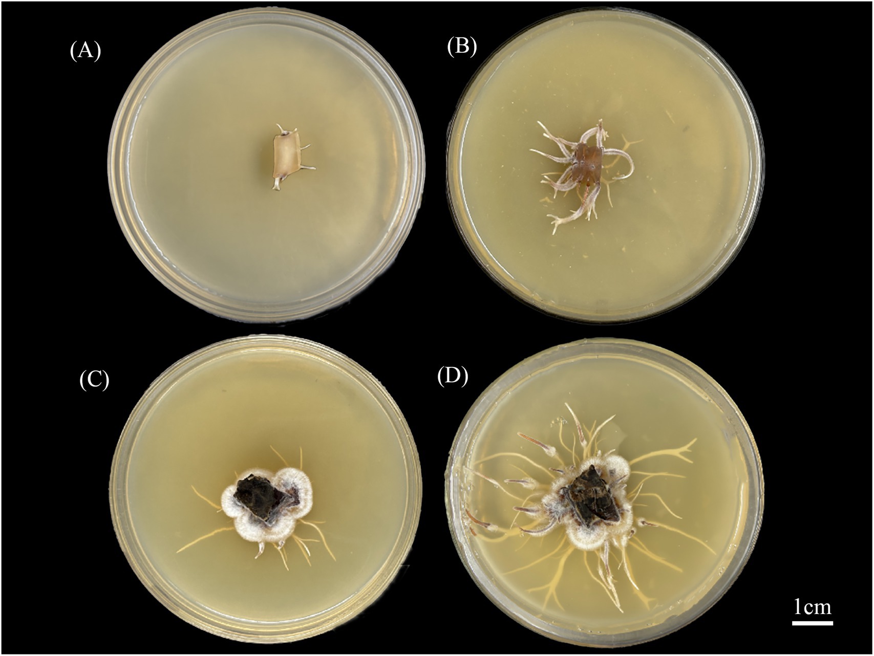 Four petri dishes labeled A to D, each with different growth stages of plant roots on a nutrient medium. A shows minimal root growth, B has small roots emerging, C displays more developed roots, and D has extensive root growth with a darker central mass. A scale indicating one centimeter is at the bottom right.