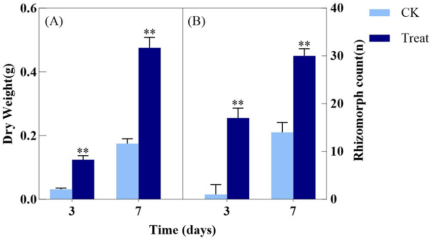 Bar chart displaying dry weight and rhizomorph count over 3 and 7 days for CK and Treat groups. Panel A shows increased dry weight for Treat; Panel B shows higher rhizomorph count for Treat. Asterisks denote statistical significance.
