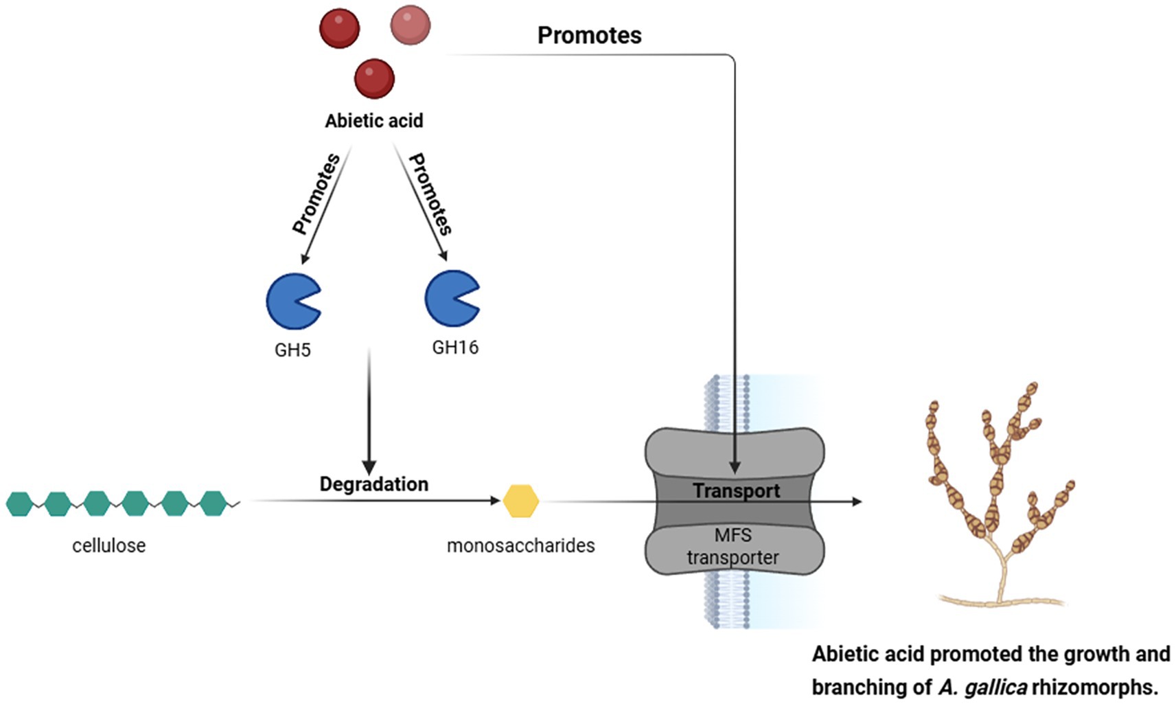 Flowchart showing how abietic acid promotes the activity of enzymes GH5 and GH16, leading to cellulose degradation into monosaccharides. These are transported by an MFS transporter, facilitating the growth of *A. gallica* rhizomorphs.