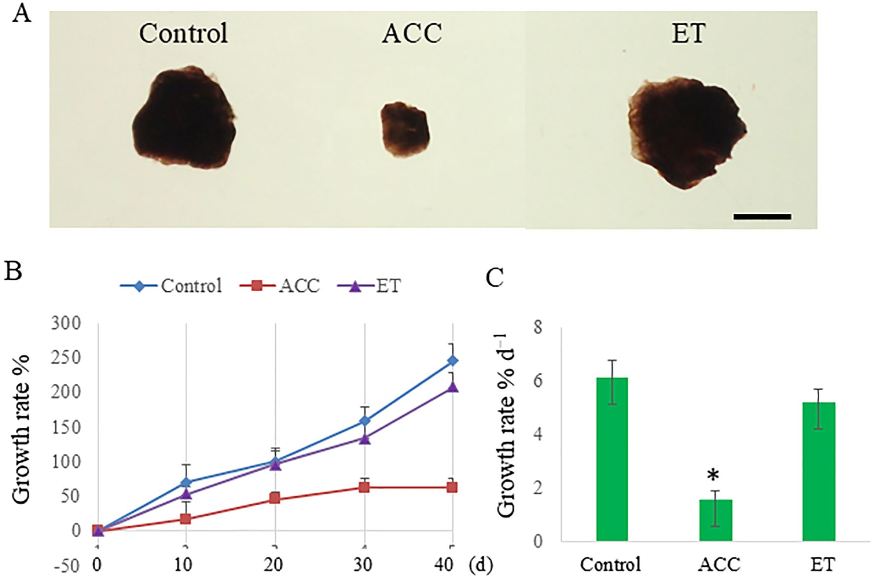 Panel A shows three clusters labeled Control, ACC, and ET, varying in size. Panel B is a line graph displaying growth rate percentages over 40 days for Control, ACC, and ET, with Control growing the most. Panel C is a bar graph showing average growth rates, with Control and ET having higher rates than ACC, which is marked with an asterisk indicating statistical significance.