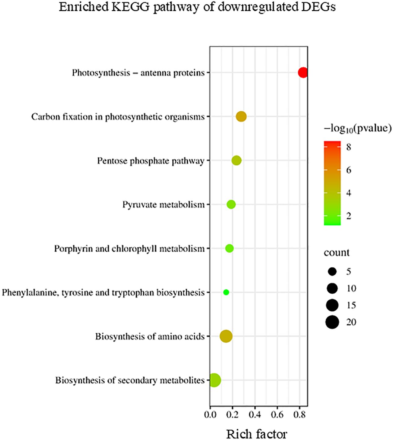 Bubble chart titled “Enriched KEGG pathway of downregulated DEGs” showing pathways versus the rich factor. Bubbles vary by color, indicating p-values from green to red, and size, indicating count. Key pathways include photosynthesis, carbon fixation, and amino acid biosynthesis.