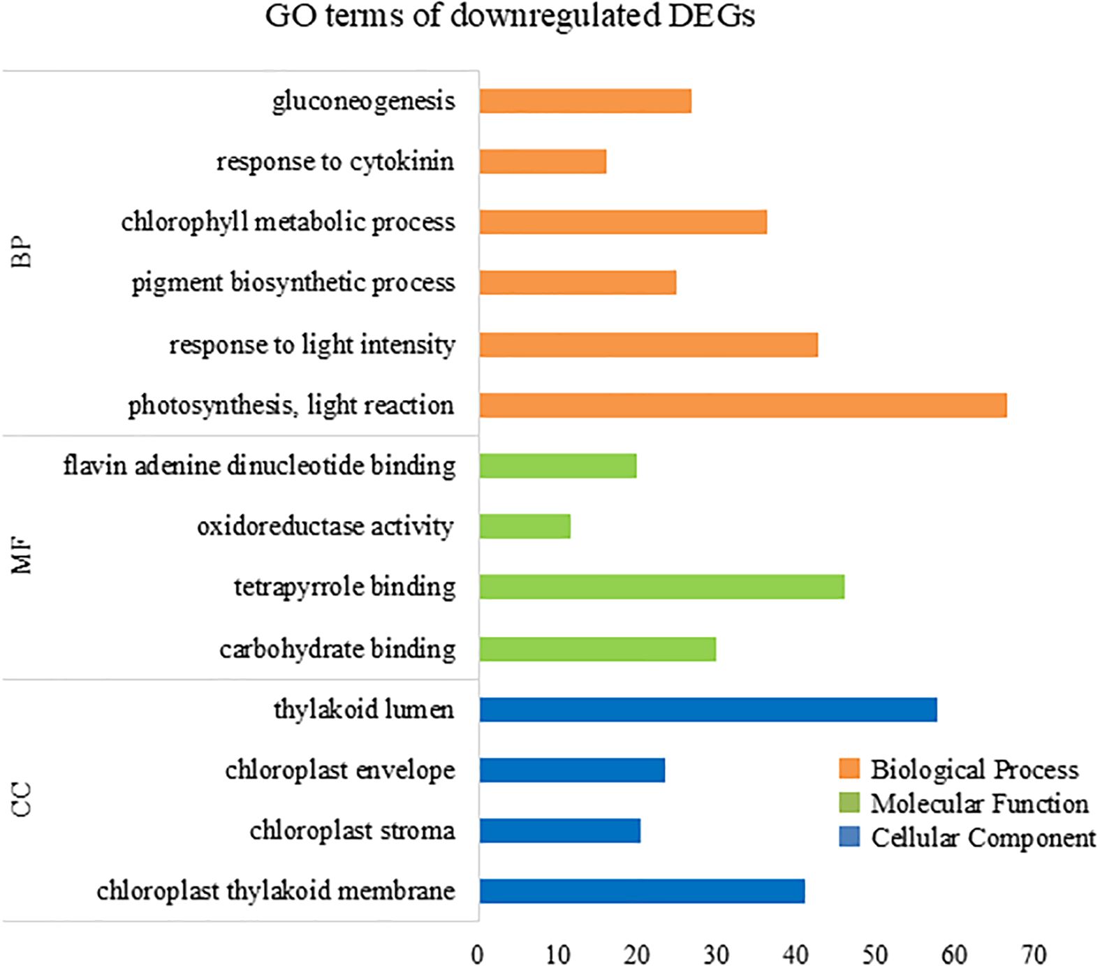 Bar chart showing GO terms of downregulated DEGs categorized into Biological Process, Molecular Function, and Cellular Component. Bars in orange represent biological processes like photosynthesis and gluconeogenesis; green bars show molecular functions like tetrapyrrole binding; blue bars indicate cellular components such as chloroplast stroma and thylakoid lumen. Each bar's length indicates the level of downregulation.