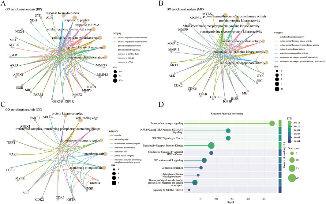Four-panel illustration showing various analyses. Panel A displays a Gene Ontology (GO) enrichment analysis for biological processes, with nodes representing genes and their interactions. Panel B shows GO analysis for molecular functions, illustrating interactions of proteins with corresponding activities. Panel C presents GO analysis for cellular components, mapping protein complexes and cellular structures. Panel D is a Reactome pathway enrichment chart, indicating pathways like PI3K/AKT signaling, with circle sizes representing gene count and colors reflecting false discovery rates (FDR).