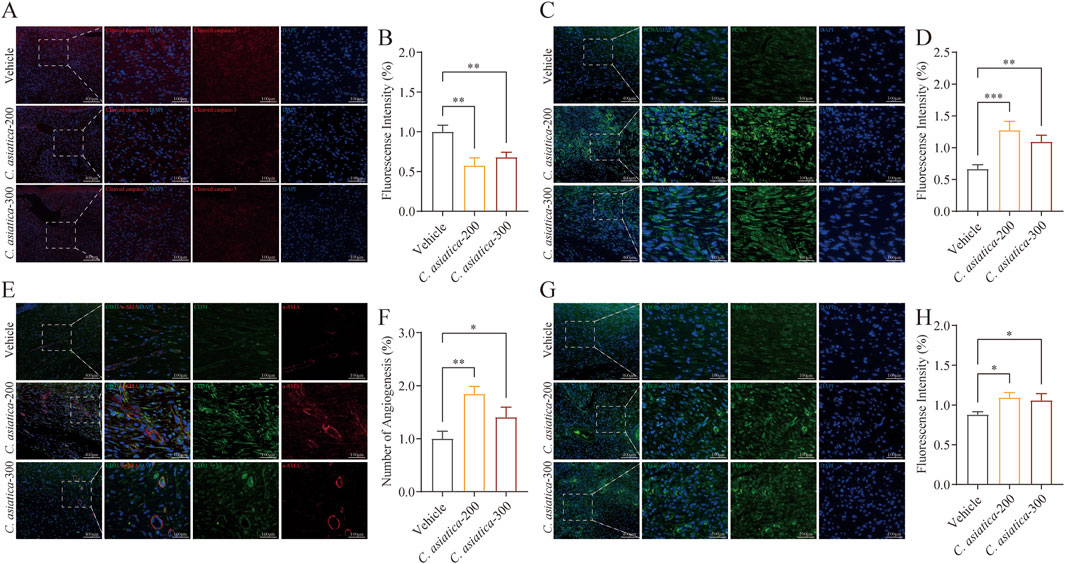 Fluorescent microscopy images showing tissue samples treated with vehicle, C. asiatica-200, and C. asiatica-300. Panels A, C, E, and G display stained tissue sections highlighting different markers. Adjacent bar graphs in panels B, D, F, and H represent fluorescence intensity or other quantified results, indicating statistically significant differences between treatments. Scale bars of 100 µm are shown, and dotted lines highlight areas of interest.