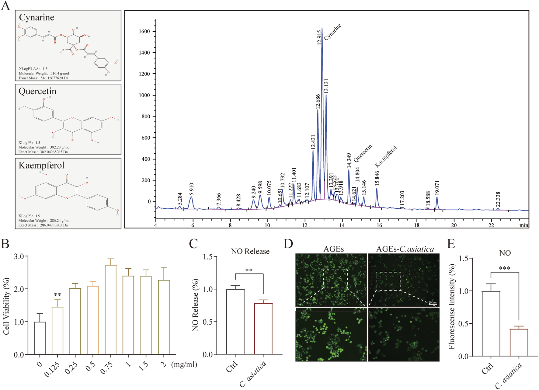 Chemical structures of cynarine, quercetin, and kaempferol are shown on the left. A chromatogram on the right displays peaks labeled with chemical names. A bar graph (B) indicates cell viability increasing with concentrations from 0.125 to 2 milligrams per milliliter. A bar chart (C) shows decreased nitric oxide release with C. asiatica treatment compared to control. Fluorescent microscopy images (D) show green-stained samples labeled AGEs and AGEs-C. asiatica. A bar graph (E) illustrates reduced fluorescence intensity in C. asiatica-treated samples compared to control.