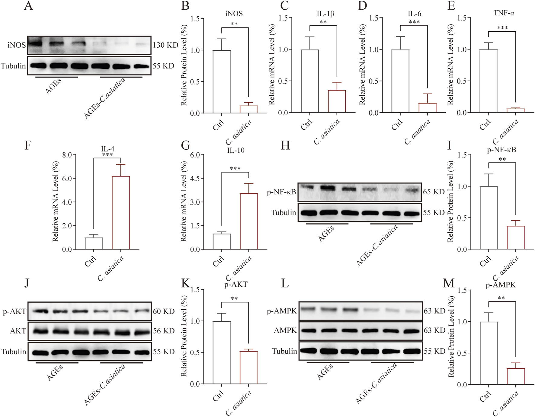 Western blot and bar chart analysis of protein and mRNA levels in cells treated with AGEs alone or AGEs with *Centella asiatica*. Panels A, H, J, and L display protein band intensities for iNOS, p-NF-κB, p-AKT, and p-AMPK. Panels B to G, I, K, and M display quantitative bar charts of relative expression levels, showing significant differences with ** or *** indicating p-values less than 0.01 or 0.001, respectively. The treatment with *C. asiatica* shows reduced expression levels in inflammatory markers and altered signaling pathways compared to control.