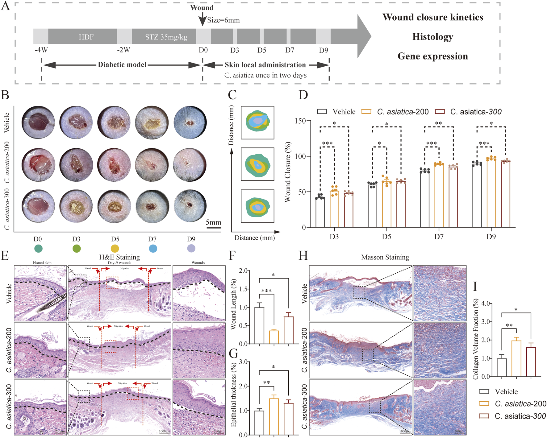 Diagram illustrating the effects of C. asiatica on wound healing in a diabetic model. Panel A presents the study timeline and methodology. Panel B shows images of wound healing over time with different treatments: Vehicle, C. asiatica-200, and C. asiatica-300. Panel C depicts a graph of wound closure percentage. Panel D provides a bar graph comparing wound closure rates among treatments over several days. Panel E contains H&E stained tissue sections showing different healing stages. Panel F and G present graphs for wound length and epithelial thickness. Panel H shows Masson-stained tissue images. Panel I displays a bar graph of collagen volume fraction.