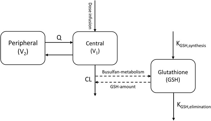 Pharmacokinetic model diagram showing interactions between Peripheral (V2) and Central (V1) compartments. Dose infusion enters the Central compartment, with clearance (CL) occurring. Glutathione (GSH) is synthesized and eliminated with rates \( K_{GSH,synthesis} \) and \( K_{GSH,elimination} \). Busulfan metabolism and GSH amount are associated with clearance. Arrows indicate flow directions.