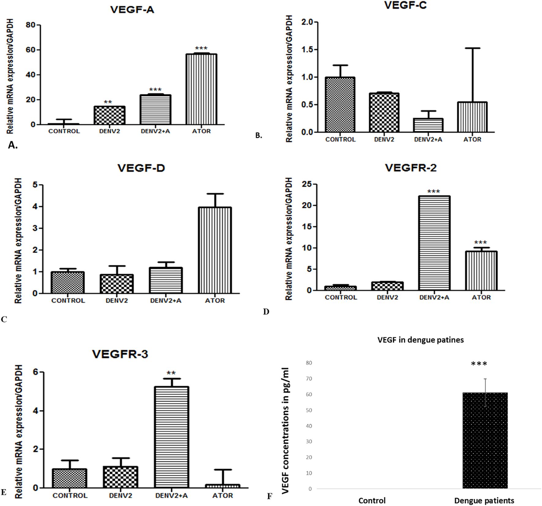 Bar graphs showing various expressions related to VEGF and VEGFR in different conditions. A: VEGF-A shows significantly higher expression in DENV2+ATOR. B: VEGF-C displays similar expression across conditions. C: VEGF-D is highest in ATOR. D: VEGFR-2 is elevated in DENV2+ATOR. E: VEGFR-3 shows a peak in DENV2+A. F: VEGF concentrations are significantly higher in dengue patients compared to control, marked with asterisks indicating statistical significance.