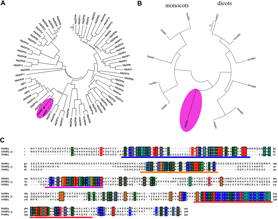 Frontiers  Gladiolus hybridus ABSCISIC ACID INSENSITIVE 5 (GhABI5