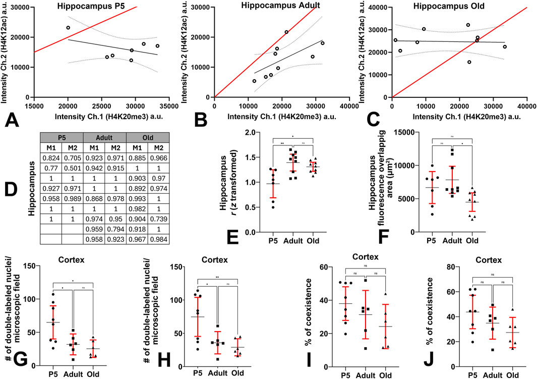 Graphical analysis of hippocampal and cortical data at different life stages. Panels A-C show scatter plots of H4K20me3- and H4K12ac-IR intensity measurements for hippocampus at P5, adult, and old stages, respectively. Panel D presents a correlation matrix. Panels E and F show bar plots of correlation transformed values and fluorescence overlap in the hippocampus. Panels G-J display bar plots of double-labeled nuclei and coexistence percentages in the cortex across P5, adult, and old stages. Significance is marked with asterisks.