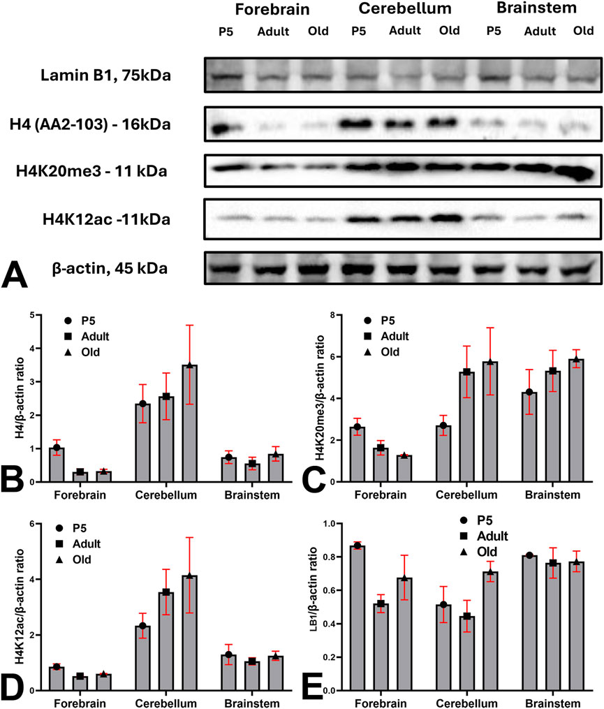 Western blot and bar graph analysis of protein expression in the forebrain, cerebellum, and brainstem at different life stages: P5, adult, and old. The Western blot shows bands for Lamin B1, H4, H4K20me3, H4K12ac, and β-actin. Bar graphs B, C, D, and E display the β-actin ratio for H4, H4K20me3, H4K12ac, and Lamin B1, respectively. Different markers indicate life stages, with error bars showing variability.
