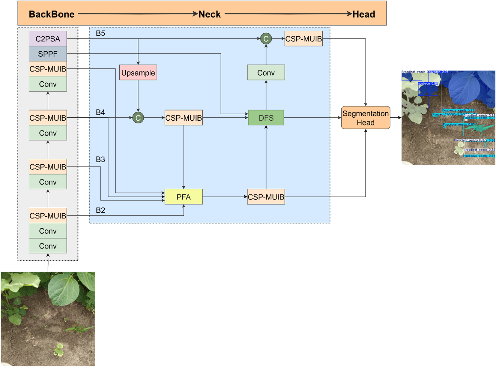Flowchart illustrating a neural network architecture divided into three sections: Backbone, Neck, and Head. Backbone contains convolutional and CSP-MUIB layers. The Neck section shows connections between B2, B3, B4, B5 with components like PFA, Conv, Upsample, and DFS. The Head leads to a Segmentation Head. The figure also includes two example images: one showing the original field view, and the other highlighting the model's output with segmented regions labeled for multiple plant types, including soybean, poaceous weeds, and broadleaf weeds.