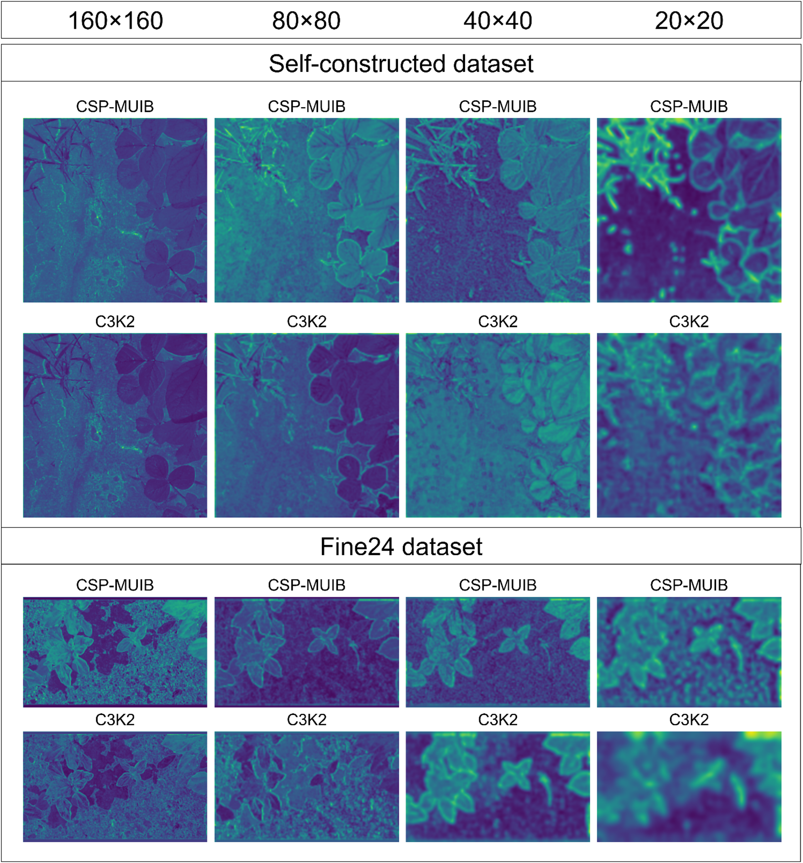 Comparison of images from two datasets, “Self-constructed” and “Fine24,” shown in a grid. Each dataset presents samples from CSP-MUIB and C3K2 methods in four resolutions: 160x160, 80x80, 40x40, and 20x20. Images depict varying levels of detail in green and purple hues.