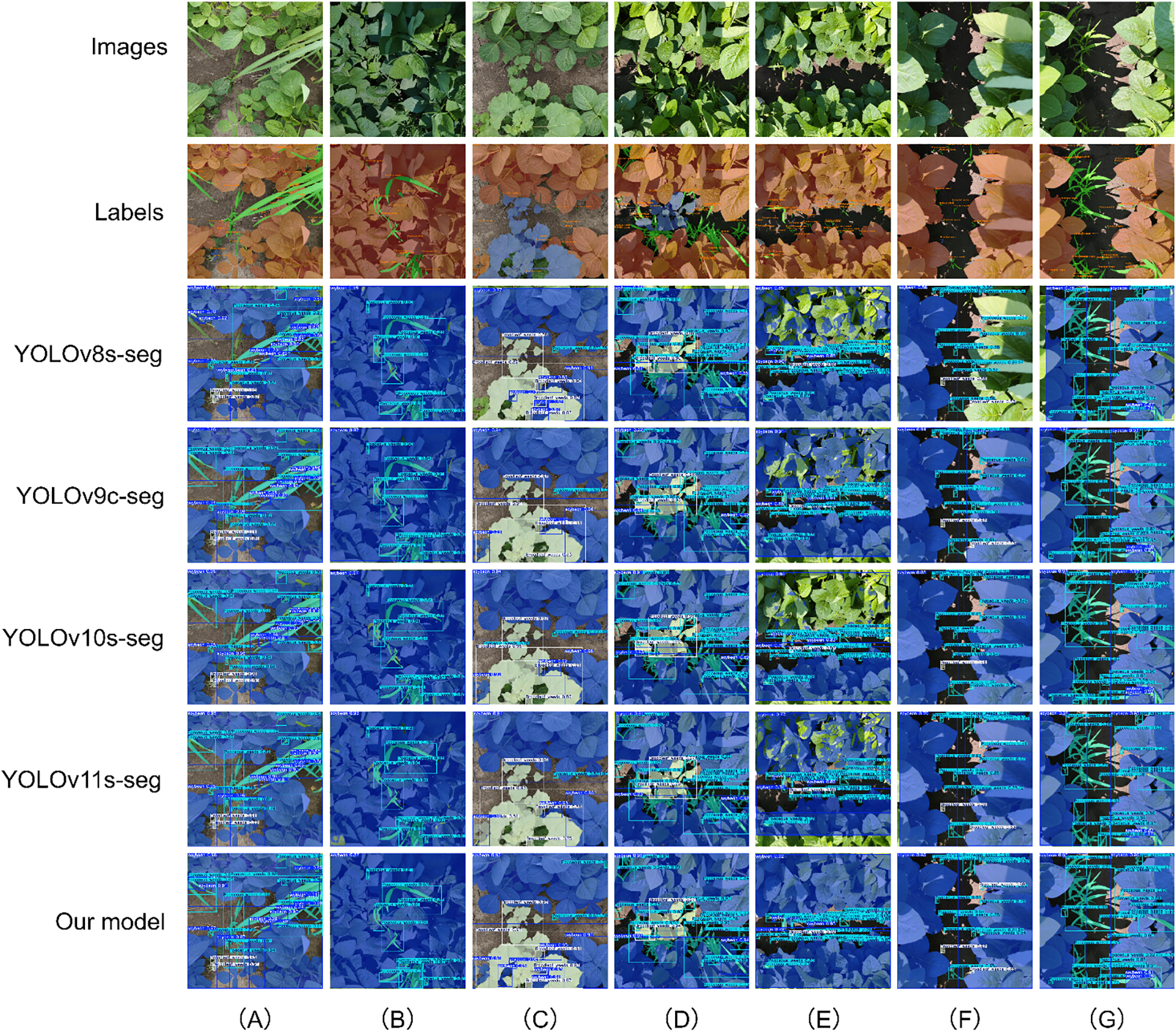 Comparison of plant segmentation results across different models. The top row shows original plant images, followed by labeled versions. Subsequent rows display segmentation outputs from YOLOv8s-seg, YOLOv9c-seg, YOLOv10s-seg, YOLOv11s-seg, and a custom model. Each column (A to G) represents a different image, showing variations in segmentation accuracy and detail.