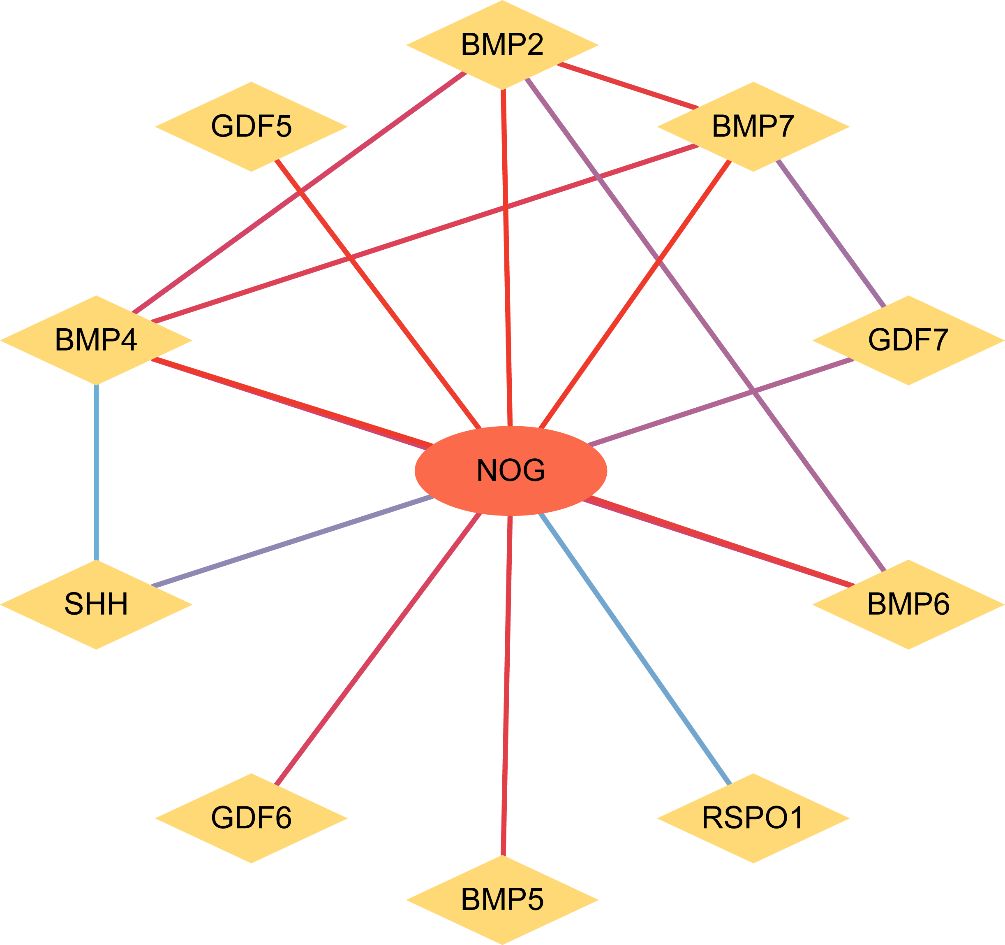 Diagram illustrating interactions of the NOG protein with various others: BMP2, BMP4, BMP5, BMP6, BMP7, GDF5, GDF6, GDF7, SHH, and RSPO1, represented with connecting lines.