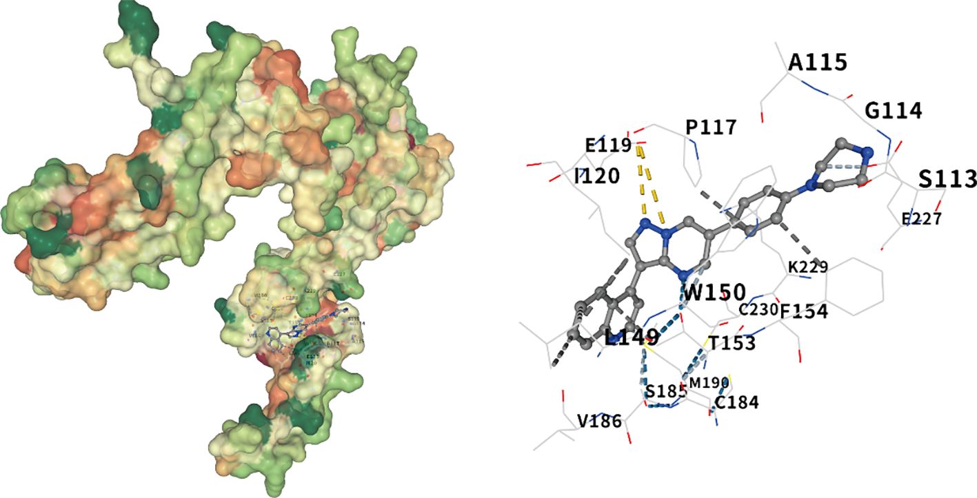 Molecular structure analysis showing two parts. The left side is a 3D surface rendering of a protein with green, yellow, and red areas indicating different chemical properties. The right side is a detailed structure of a molecule with labeled amino acids and bonds, including E119, W150, and L149, connected by lines and dotted interactions.