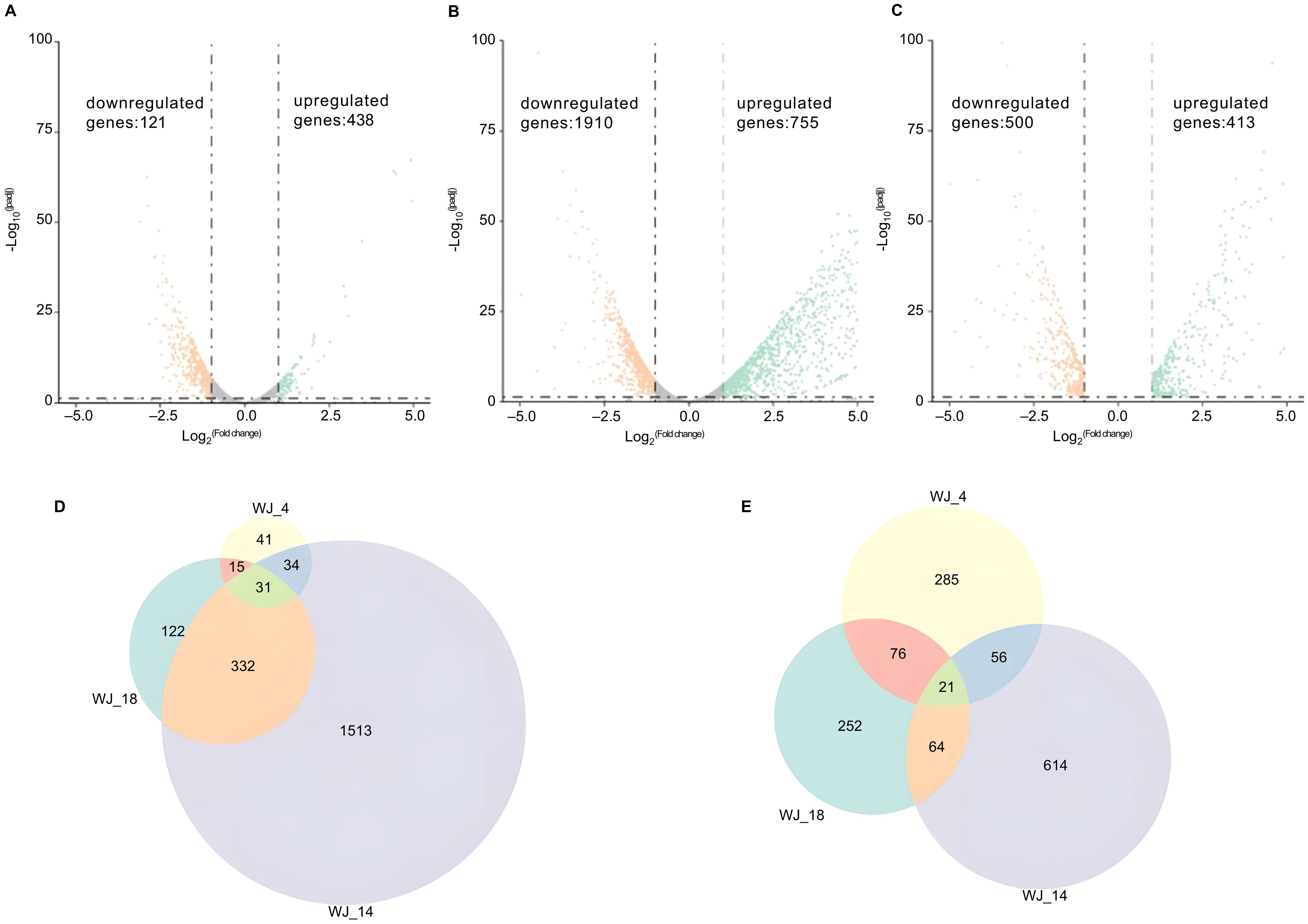 Five-panel image with panels A, B, and C showing volcano plots. Each plot compares gene expression with axes for Log2 fold change and -Log10 p-value, highlighting downregulated and upregulated genes. Panels D and E display Venn diagrams with overlapping circles labeled WJ_4, WJ_14, and WJ_18, indicating gene distribution across different conditions.