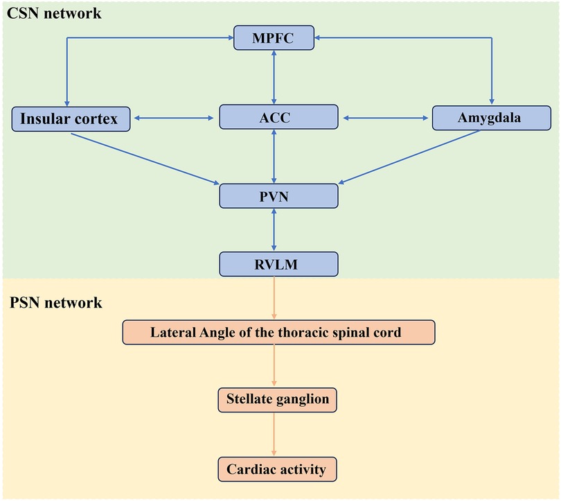 Diagram showing two networks: CSN and PSN. The CSN network includes the MPFC, insular cortex, ACC, amygdala, PVN, and RVLM, connected by arrows indicating communication pathways. The PSN network consists of the lateral angle of the thoracic spinal cord, stellate ganglion, and cardiac activity, also connected by arrows, indicating a hierarchical flow.