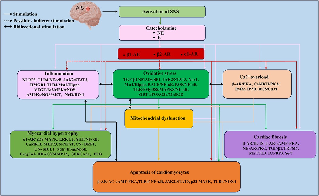 Flowchart depicting the mechanism of action for neuroendocrine activation and its effects on cardiovascular function. It starts with the activation of the sympathetic nervous system, leading to catecholamine release. This stimulates various pathways: inflammation, oxidative stress, mitochondrial dysfunction, calcium overload, myocardial hypertrophy, cardiac fibrosis, and apoptosis of cardiomyocytes. Each pathway is interconnected, demonstrating complex bidirectional relationships and indirect stimulations, ultimately contributing to cardiac issues. The chart utilizes color-coded boxes with specific molecular pathways and proteins to illustrate the process.