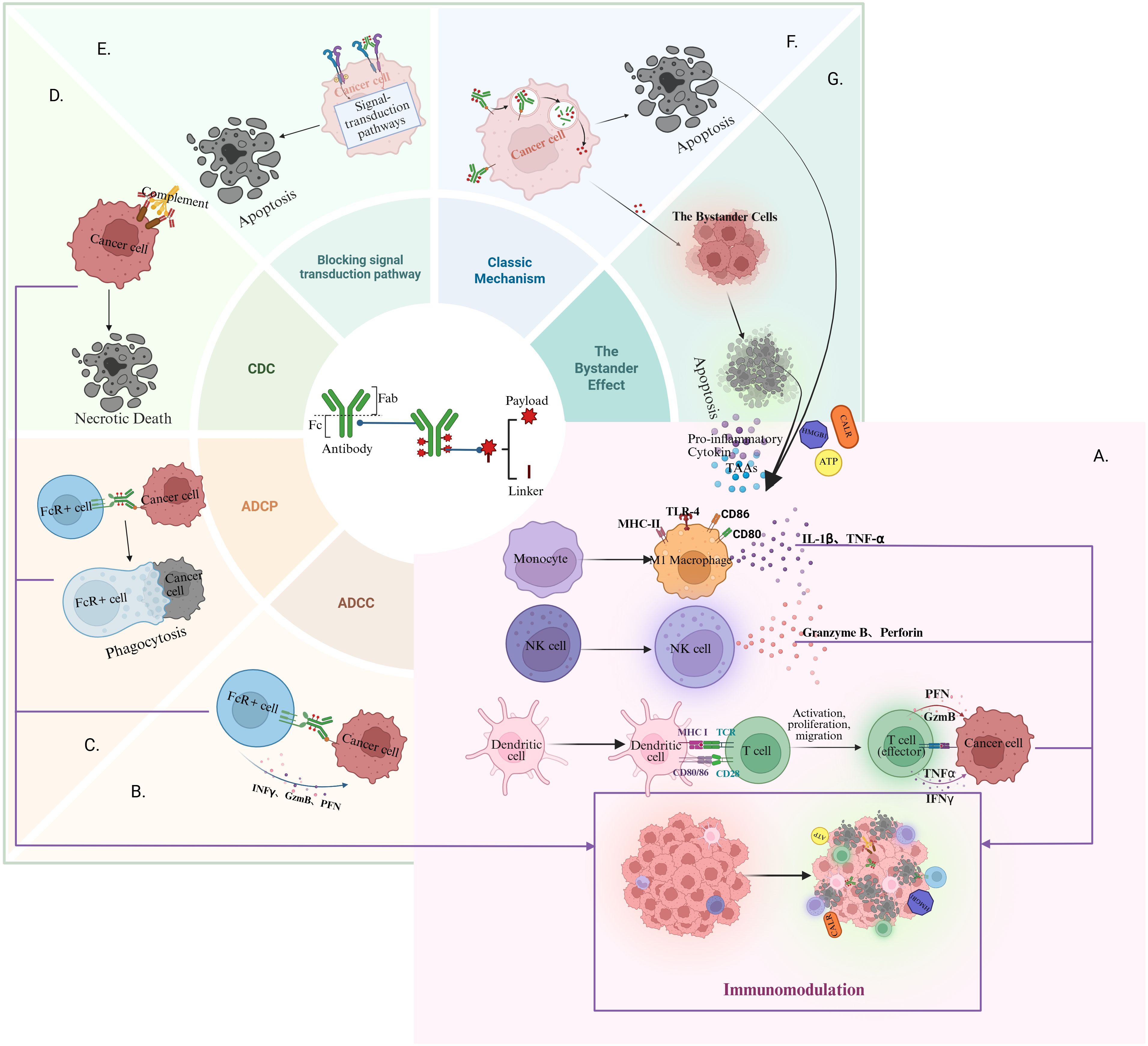 Diagram illustrating the classical and possible immunological mechanisms of antibody-drug conjugates in cancer treatment. Sections highlight processes such as blocking signal transduction, necrotic death, apoptosis, phagocytosis, and immunomodulation. Key elements include payload, Fc and Fab regions of antibodies, various immune cells like NK cells and macrophages, and interactions with cancer cells through pathways like ADCC, ADCP and the bystander effect. The image emphasizes the bystander effect and the release of pro-inflammatory cytokines.