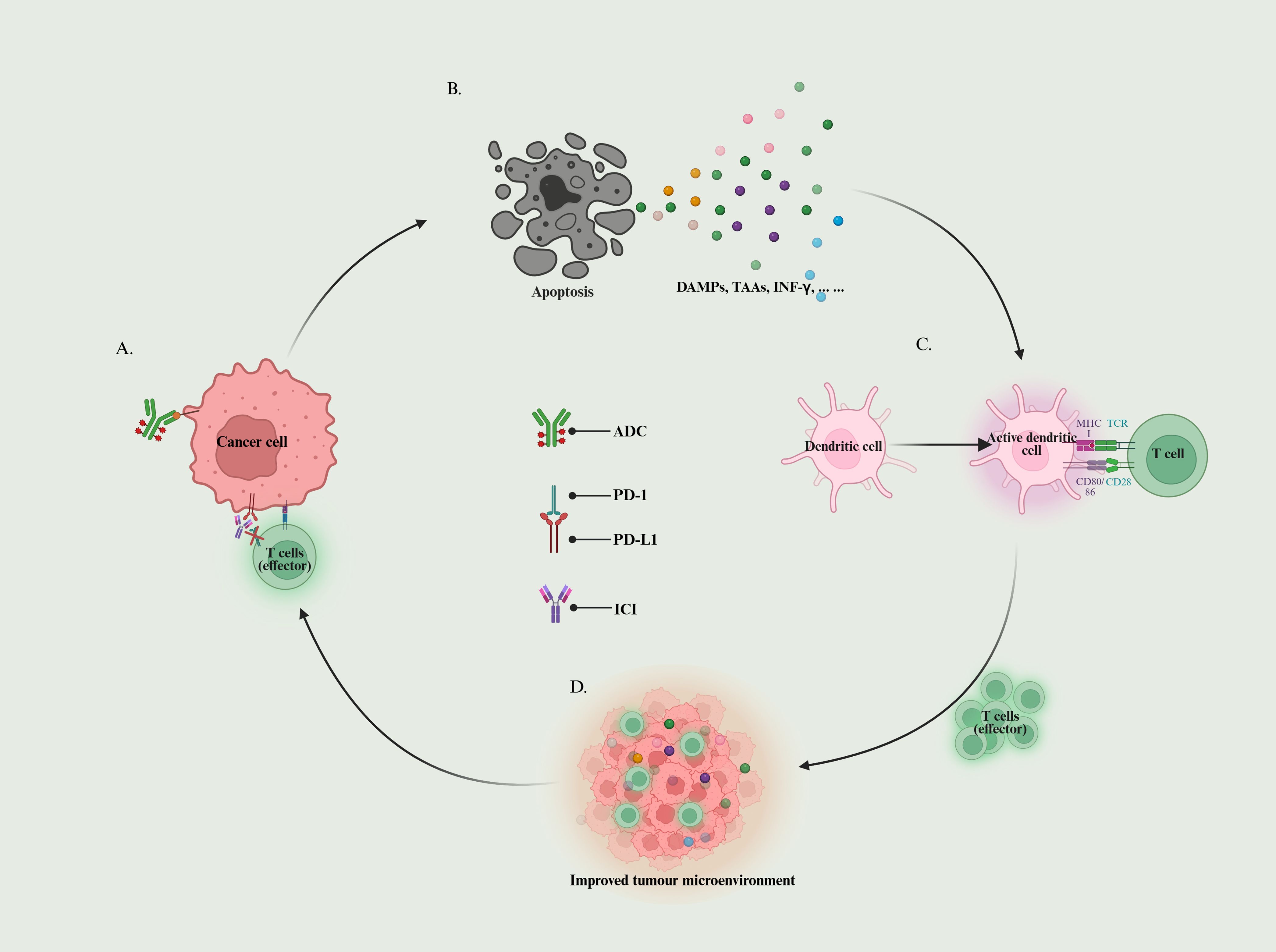 Cancer treatment mechanism diagram showing four stages. A: A cancer cell interacts with T cells via antibodies and immune checkpoints (ADC, PD-1, PD-L1, ICI). B: Apoptosis releases molecules like DAMPs and TAAs. C: Dendritic cells activate T cells through MHC and TCR interaction. D: Improved tumor microenvironment with active T cells, indicating a therapeutic effect.