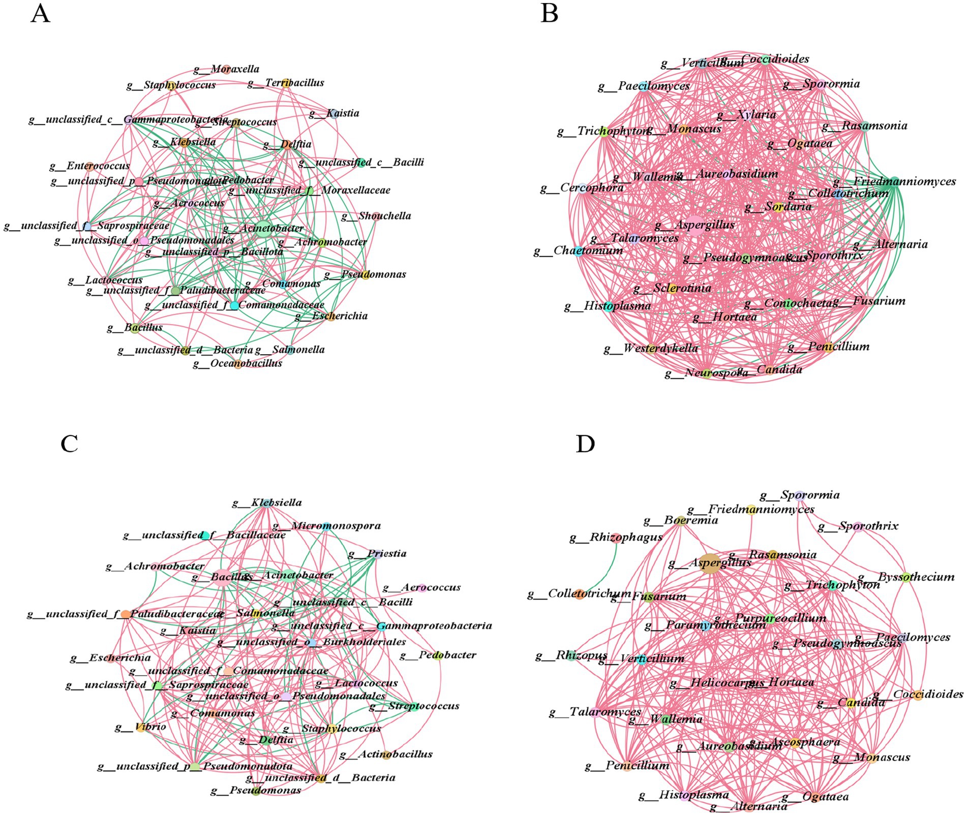Four panels labeled A, B, C, and D display network graphs of interconnected nodes, representing different bacterial and fungal genera. Each graph contains nodes linked by lines, illustrating relationships. Panels A and C focus on bacteria, while panels B and D highlight fungi. The nodes are labeled with scientific names, and the lines differ in color, suggesting varying types or strengths of connections.