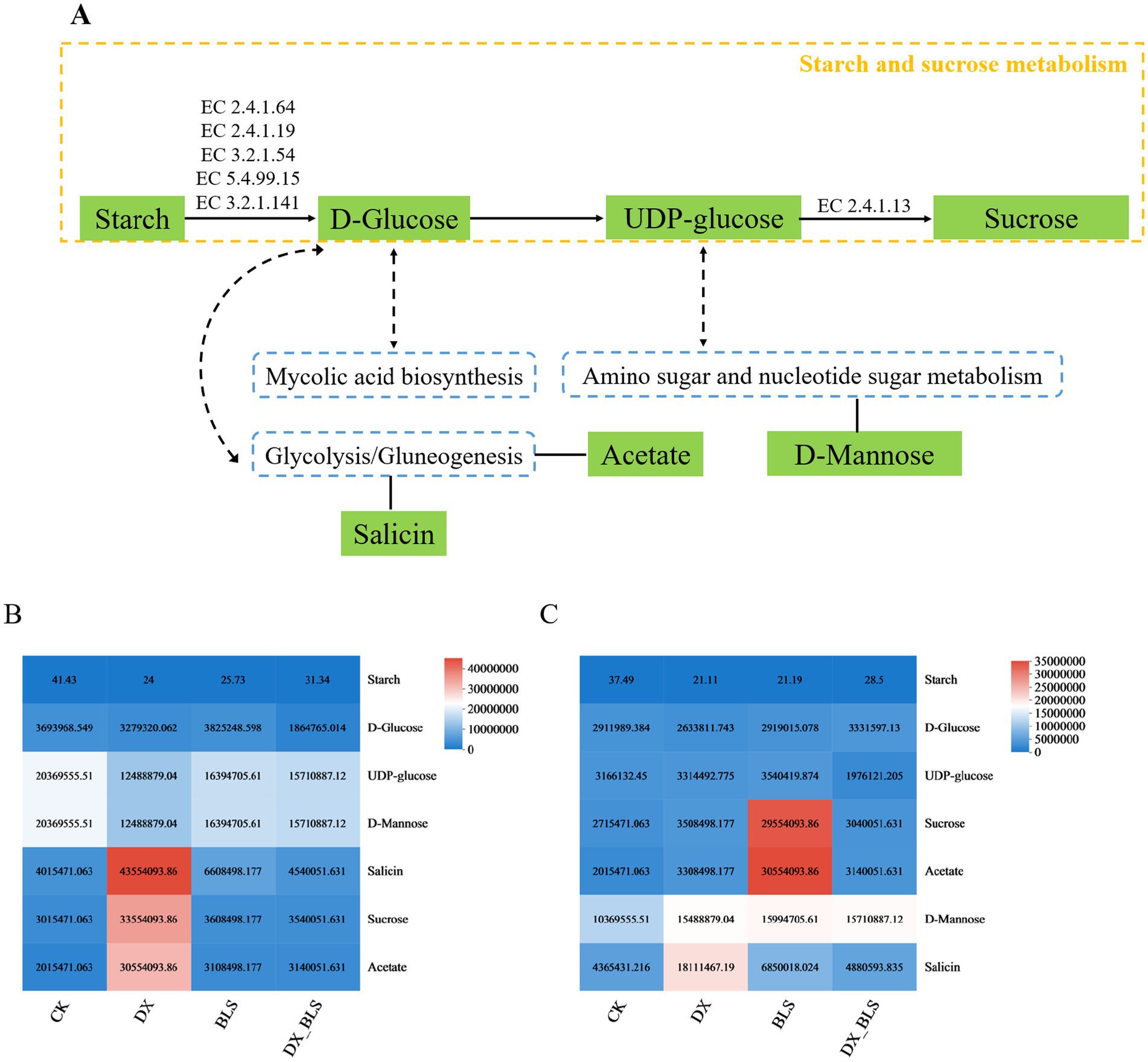 Diagram detailing pathways in starch and sucrose metabolism, highlighting conversions between starch, D-glucose, UDP-glucose, and sucrose. Shows connections to mycolic acid biosynthesis, amino sugar metabolism, glycolysis, and production of acetate and D-mannose. Panels B and C display heat maps with numerical data for CK, DX, BLS, and DX_BLS conditions, illustrating variations in compound concentrations such as starch, D-glucose, UDP-glucose, D-mannose, salicin, sucrose, and acetate, with color gradients indicating intensity.