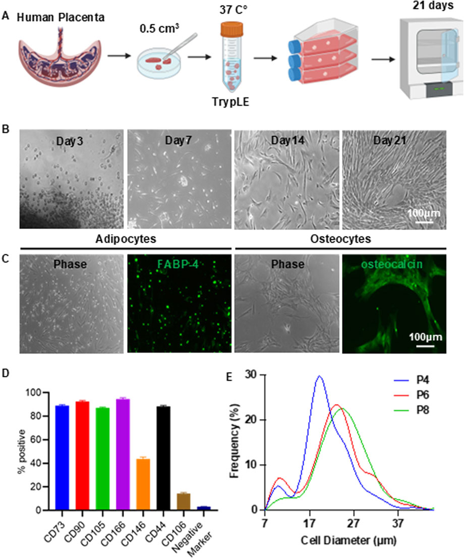 Diagram showing the process of cell culture from the human placenta. Panel A illustrates the extraction and incubation steps over 21 days. Panel B depicts cell growth at days 3, 7, 14, and 21. Panel C compares phase images of adipocytes and osteocytes with specific markers: FABP-4 and osteocalcin. Panel D presents a bar graph indicating the percentage of positive markers (CD73, CD90, etc.) in cells. Panel E shows a line graph of cell diameter frequency for passages P4, P6, and P8.
