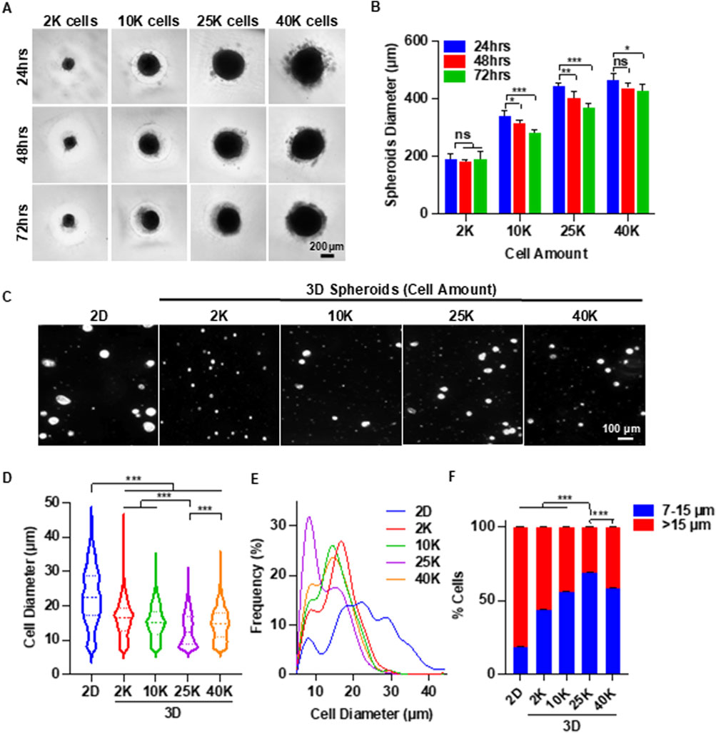 Panel A shows images of spheroids over 24, 48, and 72 hours for 2K, 10K, 25K, and 40K cells. Panel B displays a bar chart of spheroid diameters at these time points, indicating statistical significance. Panel C presents fluorescence images comparing 2D and 3D spheroids for different cell amounts. Panel D is a violin plot comparing cell diameters in 2D and 3D cultures. Panel E shows frequency distribution graphs for cell diameters. Panel F is a bar chart detailing the percentage of cells in different size ranges for each condition.