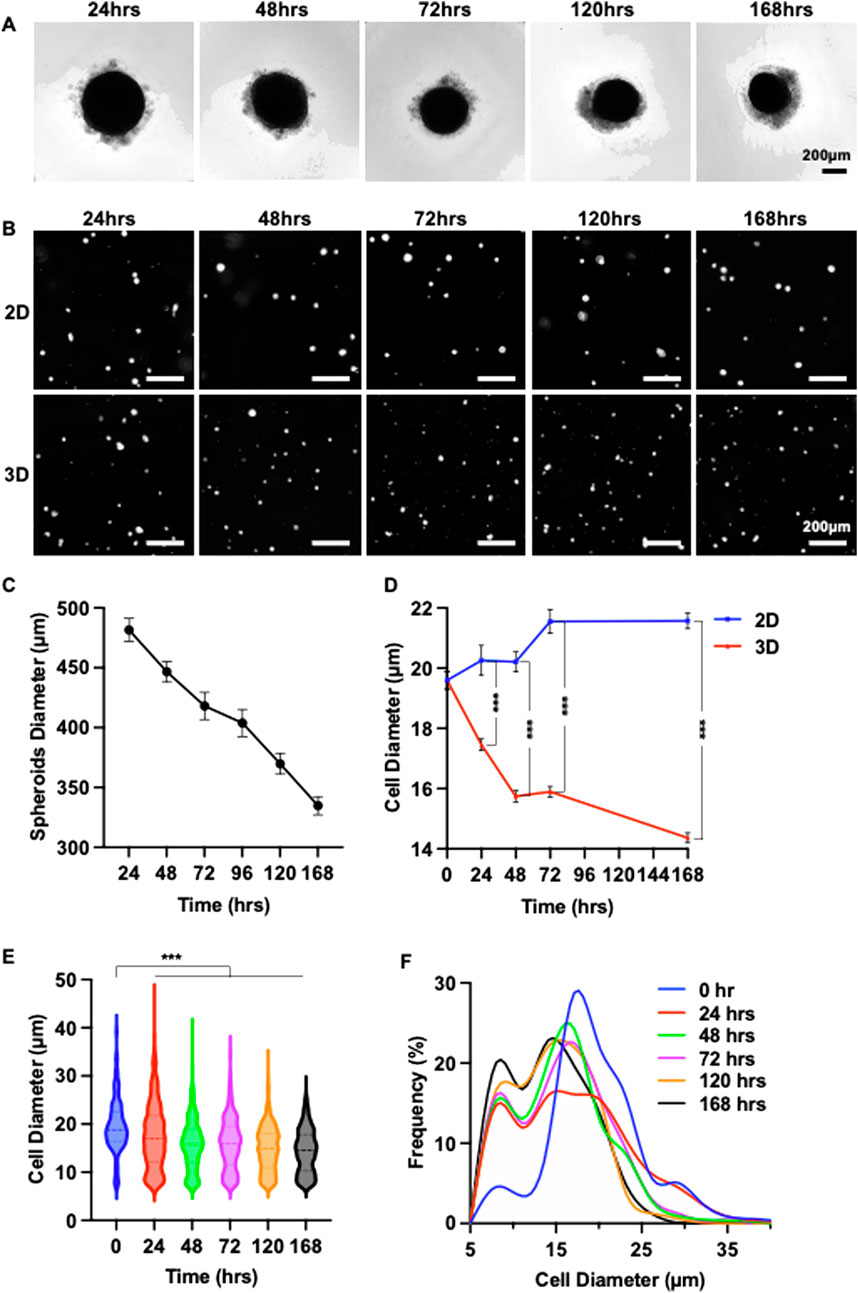 Panel A shows five grayscale images of spheroids shrinking over time from twenty-four to one hundred sixty-eight hours. Panel B displays cell distributions in 2D and 3D environments at the same time intervals. Panel C is a line graph showing a decrease in spheroid diameter over time. Panel D is a line graph comparing cell diameter changes in 2D and 3D, with 2D decreasing and 3D remaining comparatively stable. Panel E is a violin plot showing cell diameter distributions over time, while Panel F is a line graph displaying frequency distribution of cell diameters at each time point. Scale bars are visible in panels A and B.