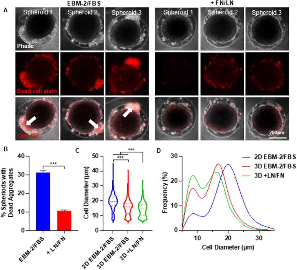 Panel A shows black-and-white and red-stained images of three spheroids under two conditions: EBM-2/FBS and +F N/LN. Phase, dead cell stain, and overlay images display different dead cell distributions, with arrows indicating dead cell regions. Panel B illustrates a bar graph comparing the percentage of spheroids with dead aggregates, showing a significant reduction in the +LN/FN condition. Panel C displays a violin plot of cell diameters across three conditions, highlighting significant differences. Panel D presents a frequency distribution graph of cell diameters, contrasting 2D and 3D conditions.