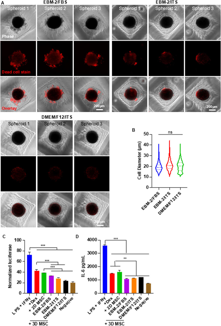 Panel A shows images of spheroids under different conditions: EBM-2/FBS, EBM-2/ITS, and DMEM/F12/ITS. Each condition includes phase, dead cell stain, and overlay images for three spheroids. Panel B displays a violin plot comparing cell diameters under these conditions. Panels C and D present bar graphs: C shows normalized luciferase activity and D presents IL-6 levels in pg/mL across various treatments, with significant differences indicated by asterisks.